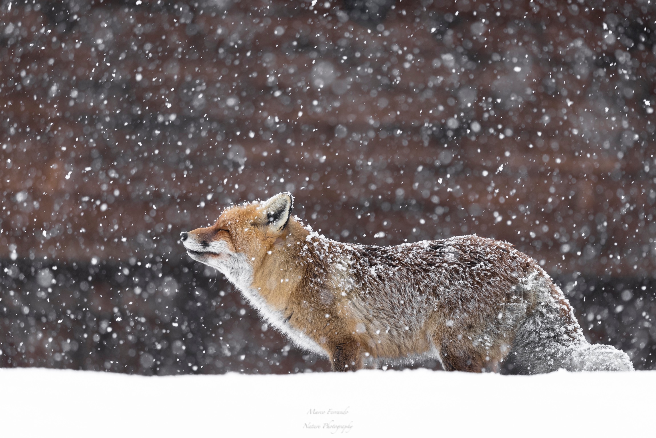 The Breath of the Mountain