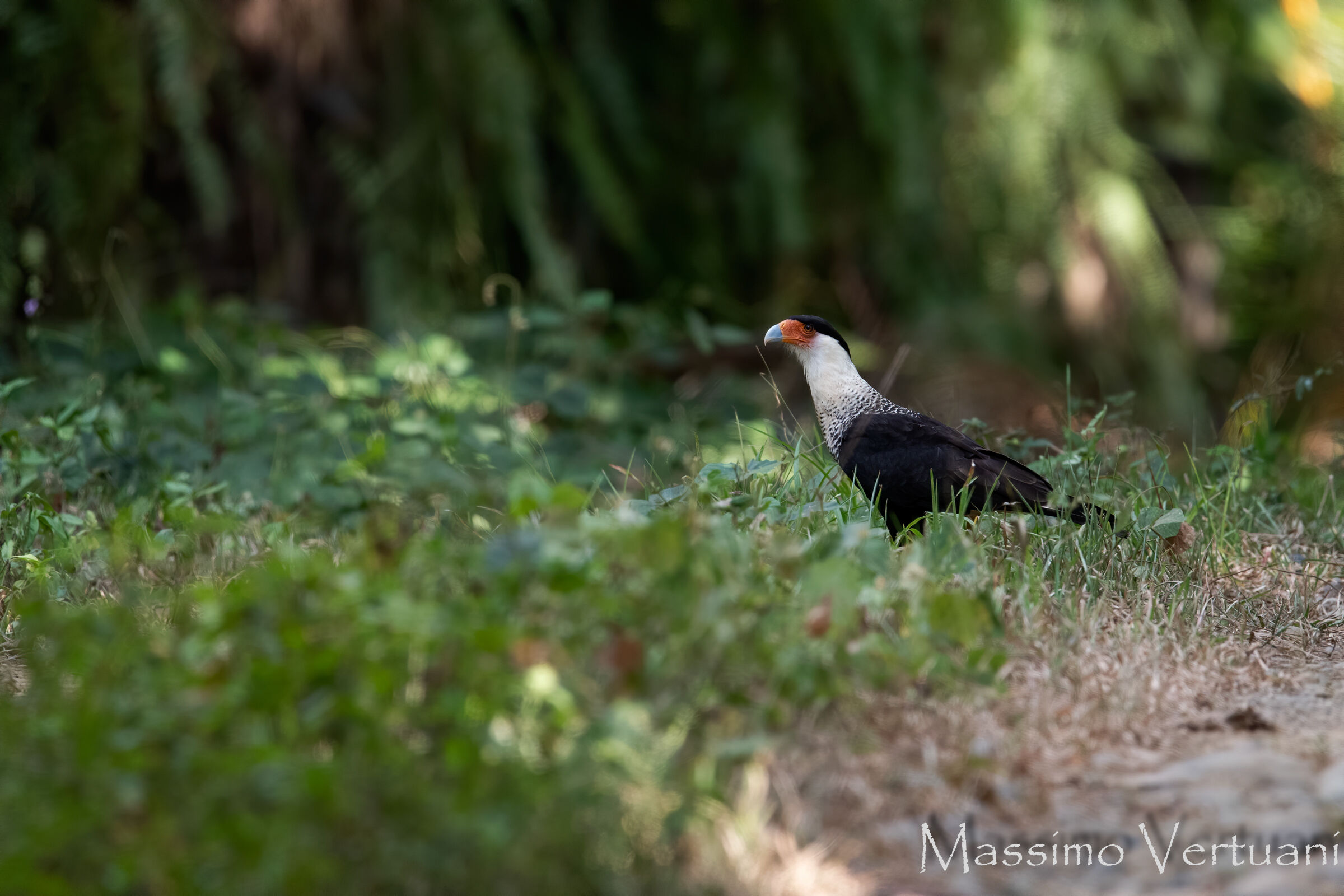 Caracara Crested (Costarica )