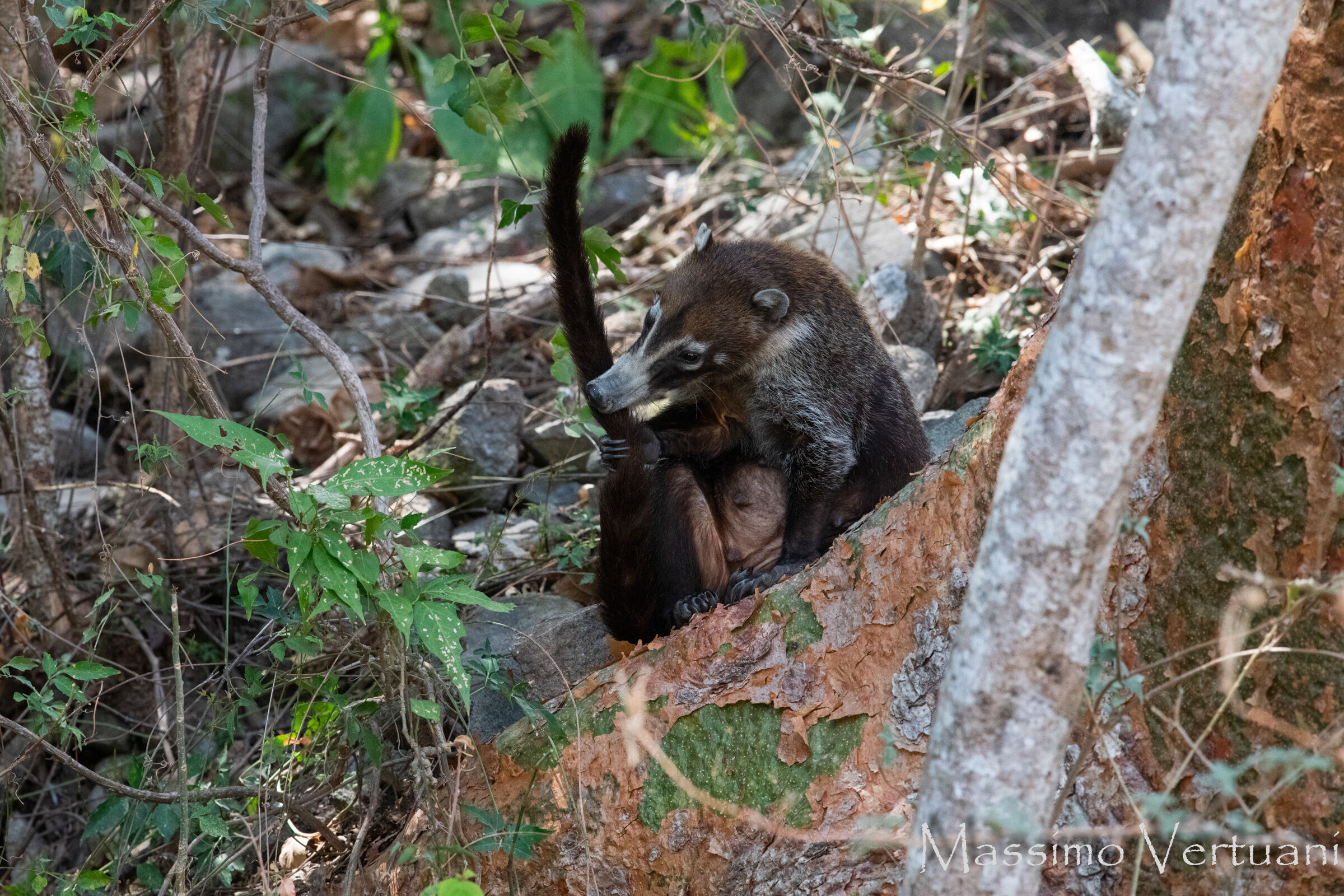 Coati (Costarica)