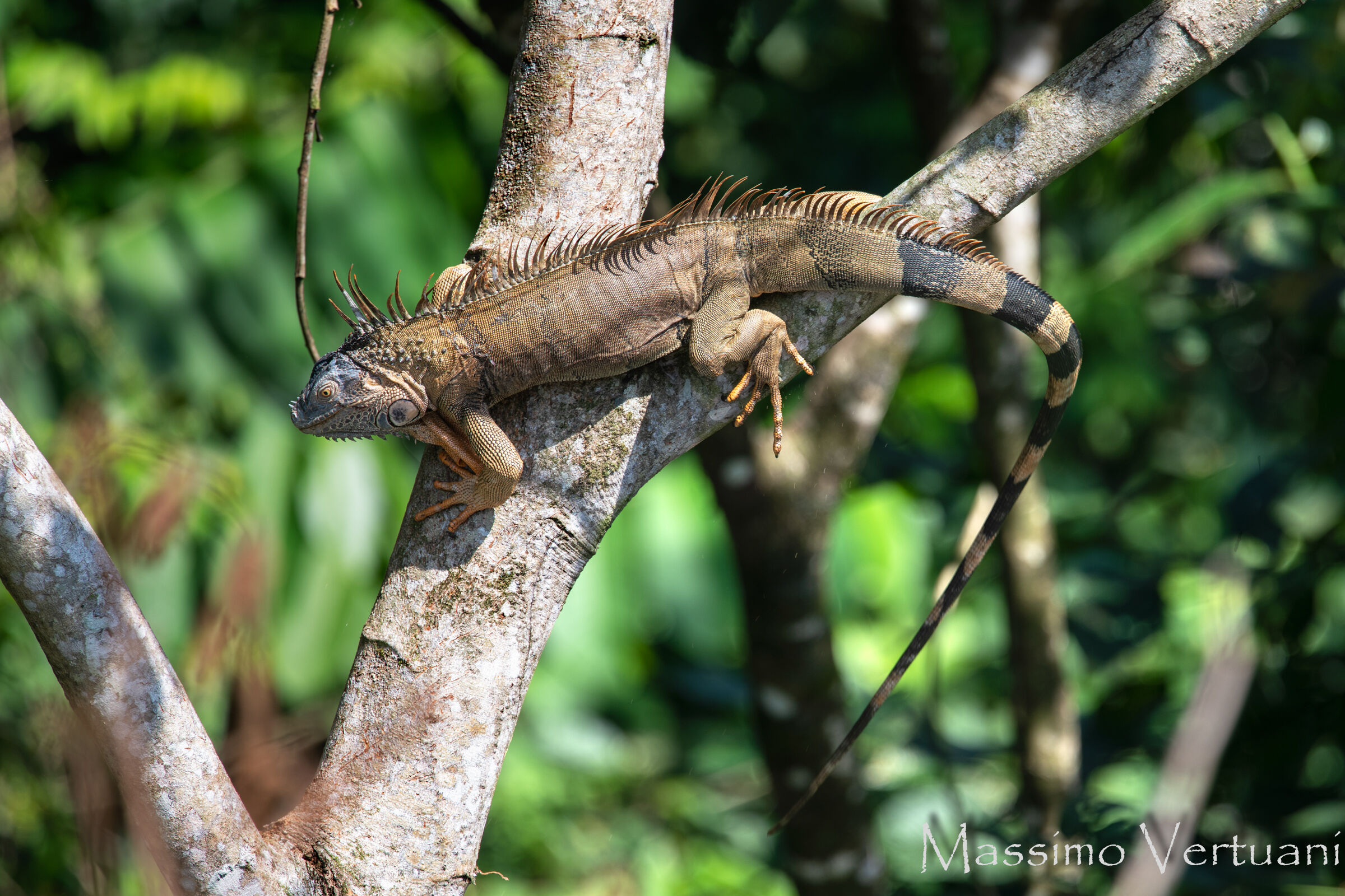 Iguana (Costarica)