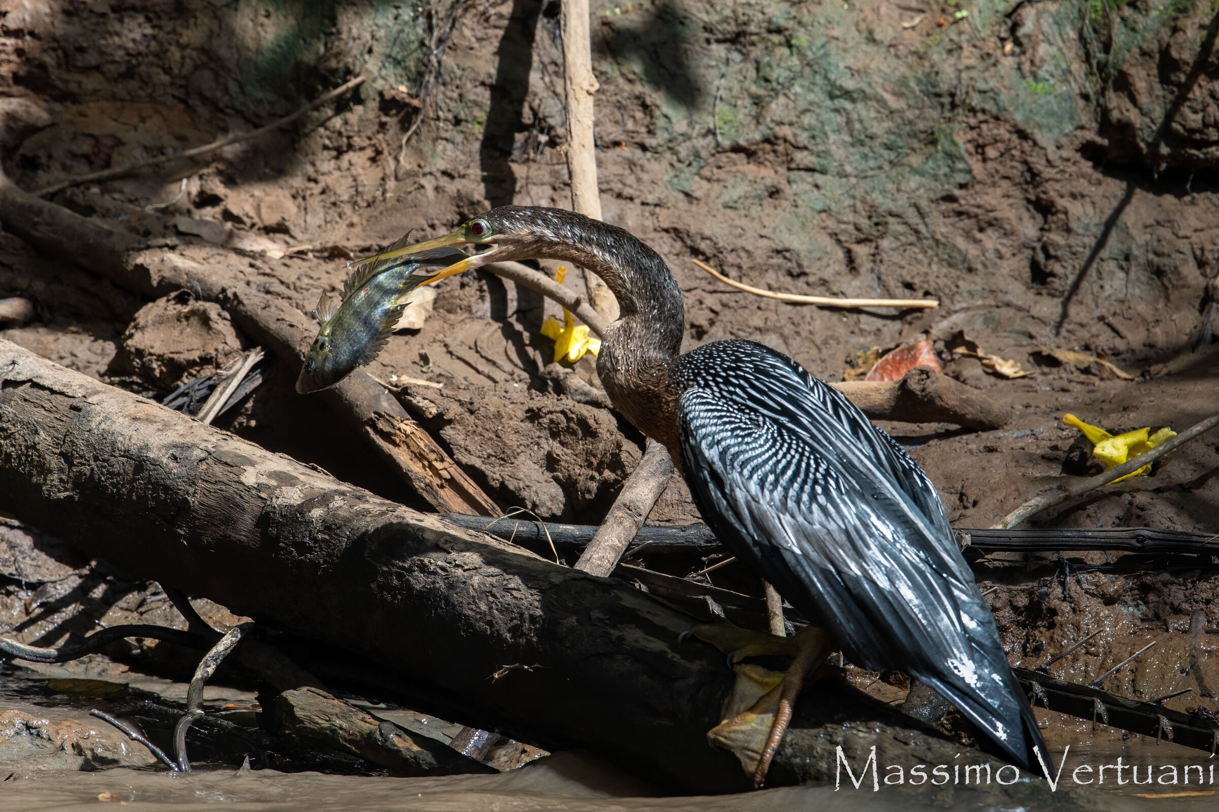 Anhinga (Costa Rica)