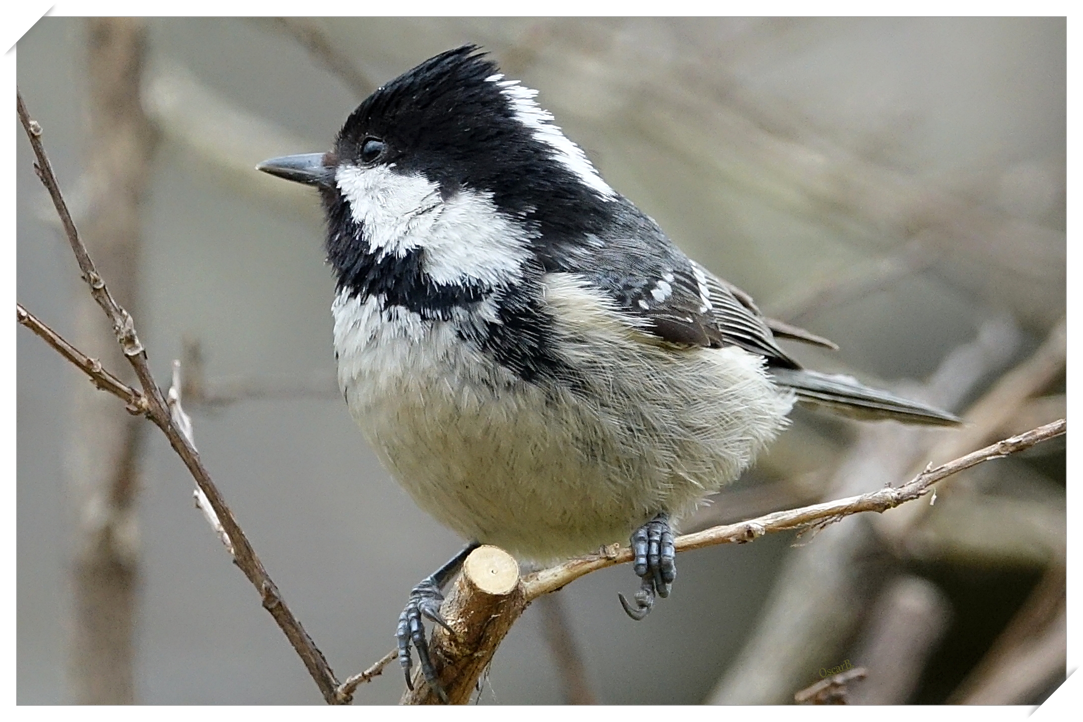 Cincia mora di profilo