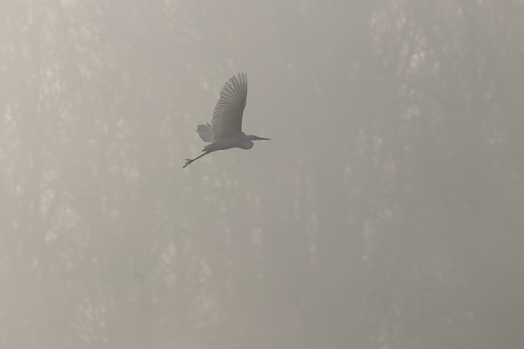 Nella nebbia