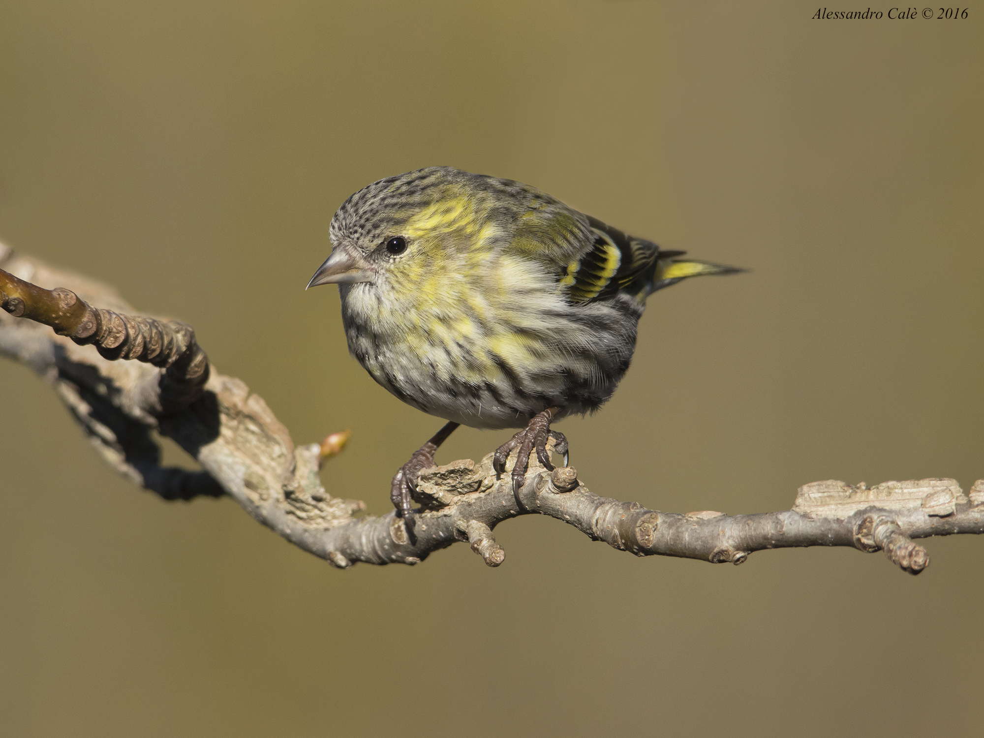 Carduelis spinus (Lucherino) 9684