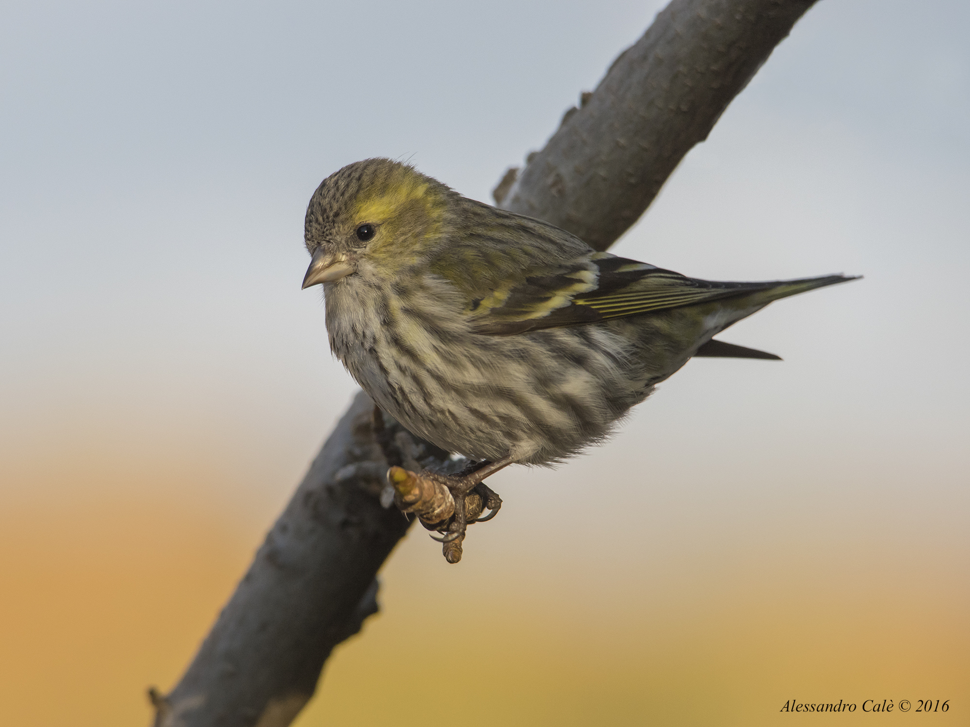 Carduelis spinus (Lucherino) 0737