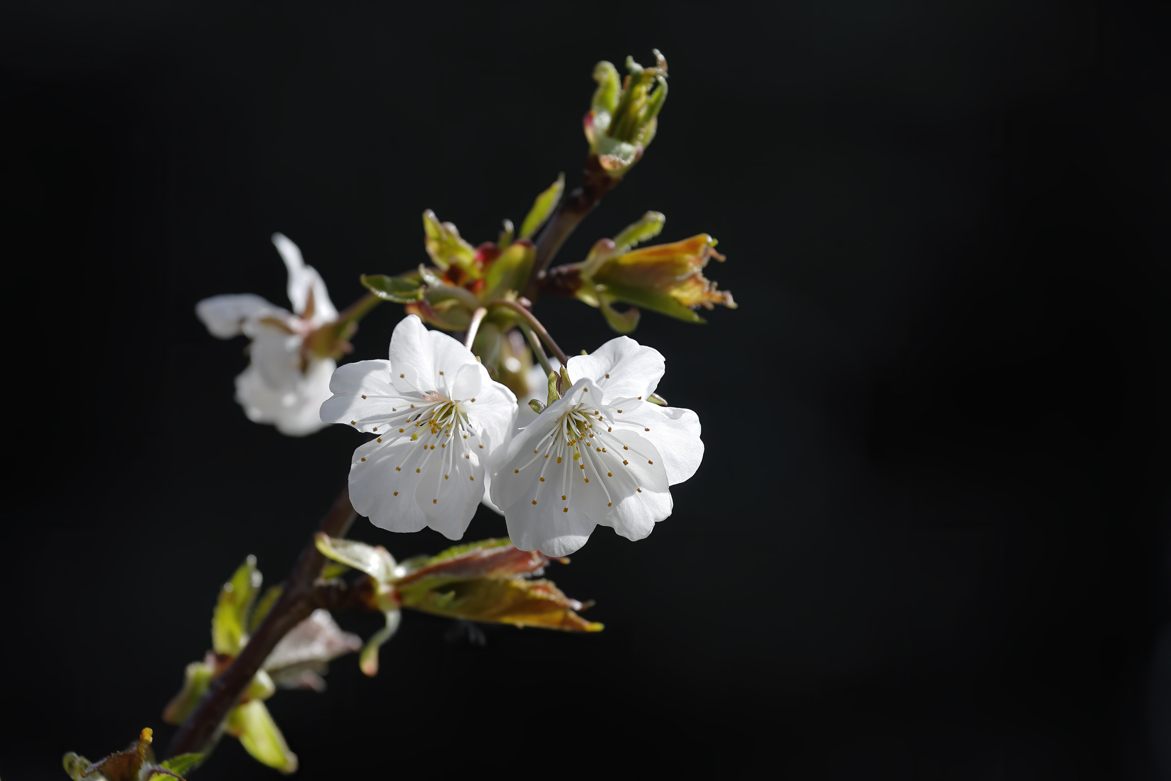 The first cherry blossoms.