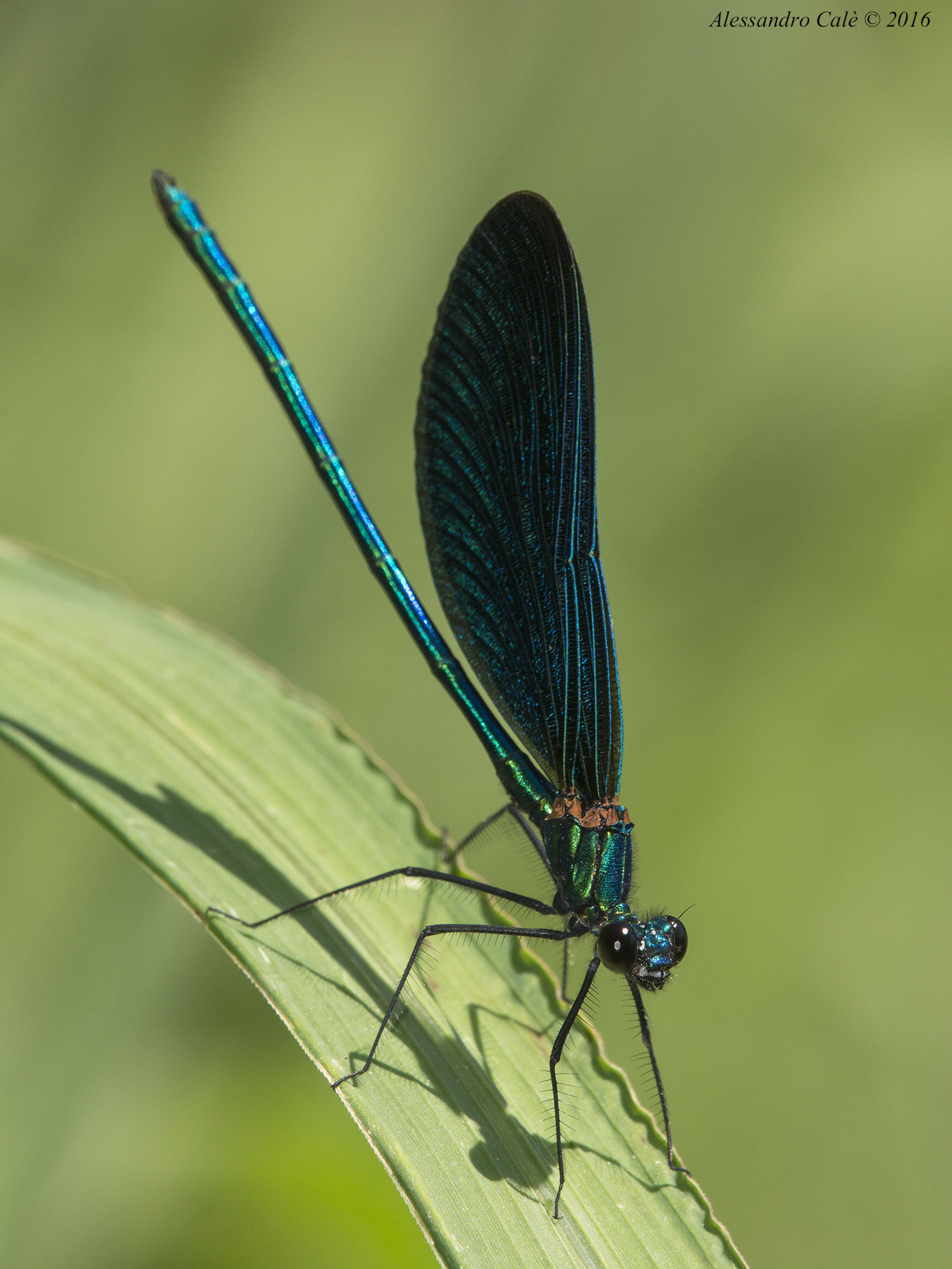 Calopteryx virgo 7196