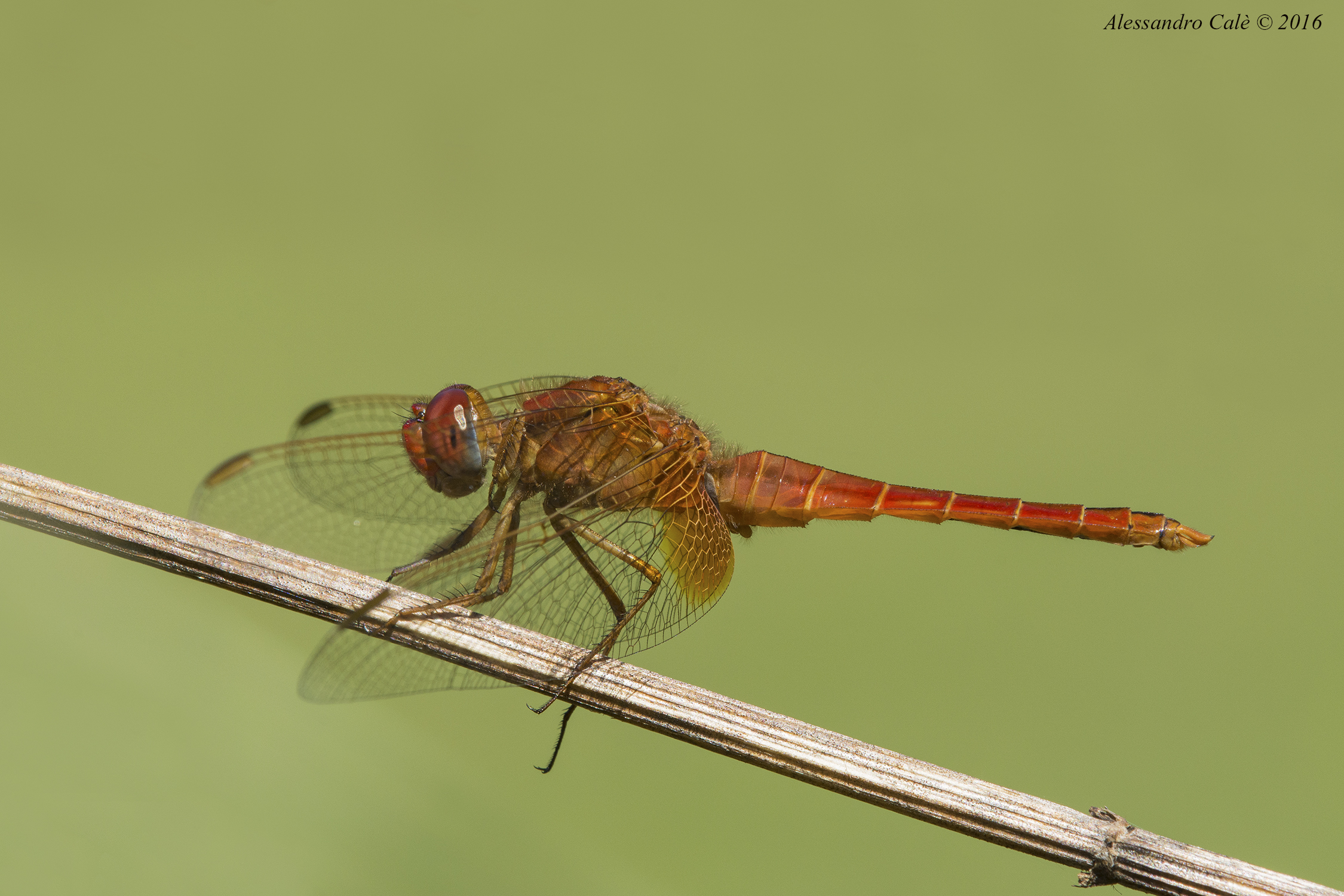 Sympetrum 7150