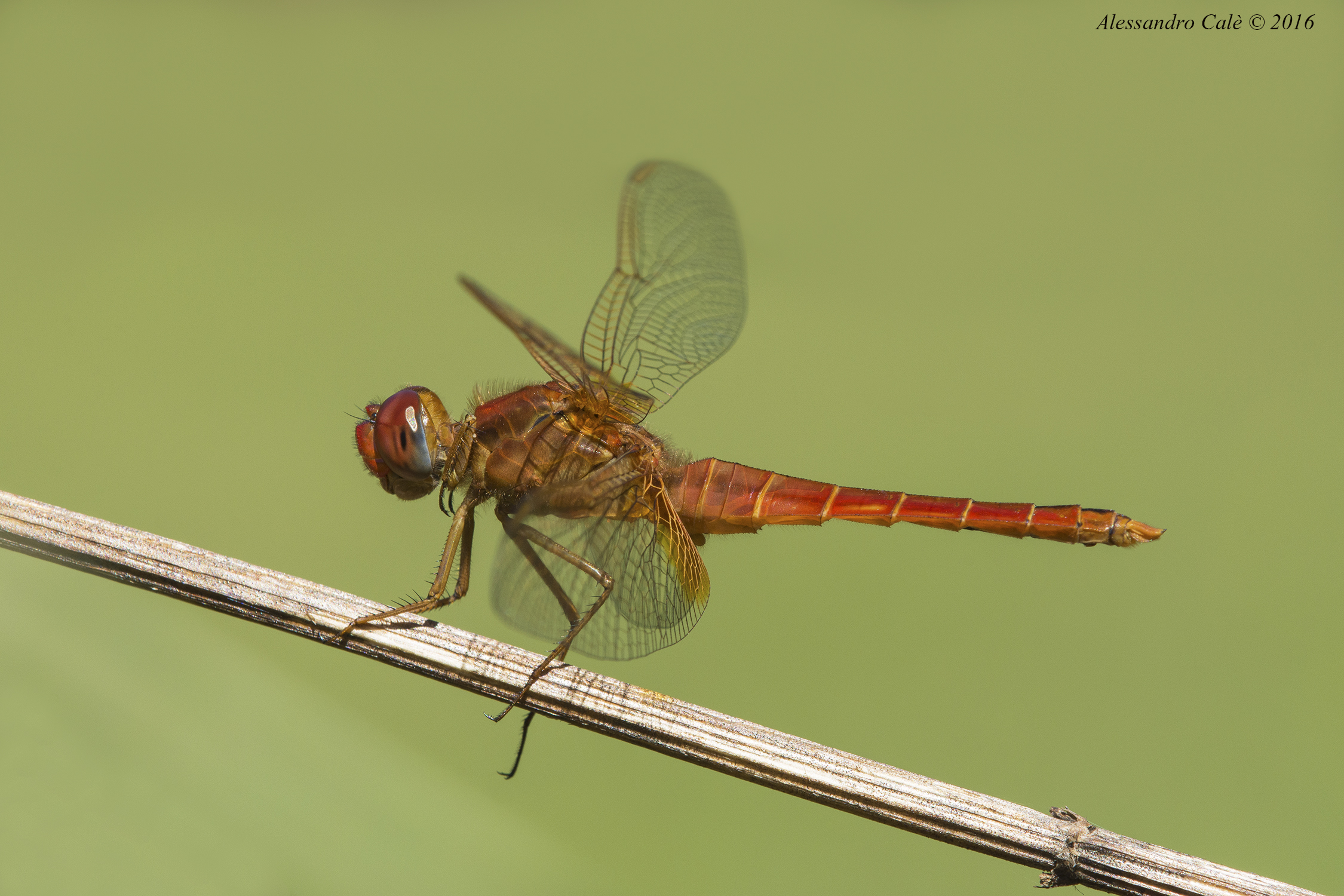 Sympetrum 7166