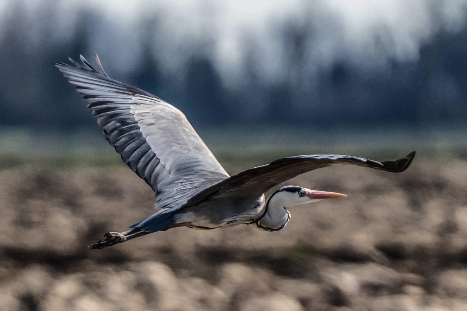 Airone Cenerino Risaie di Nogarole Rocca VR