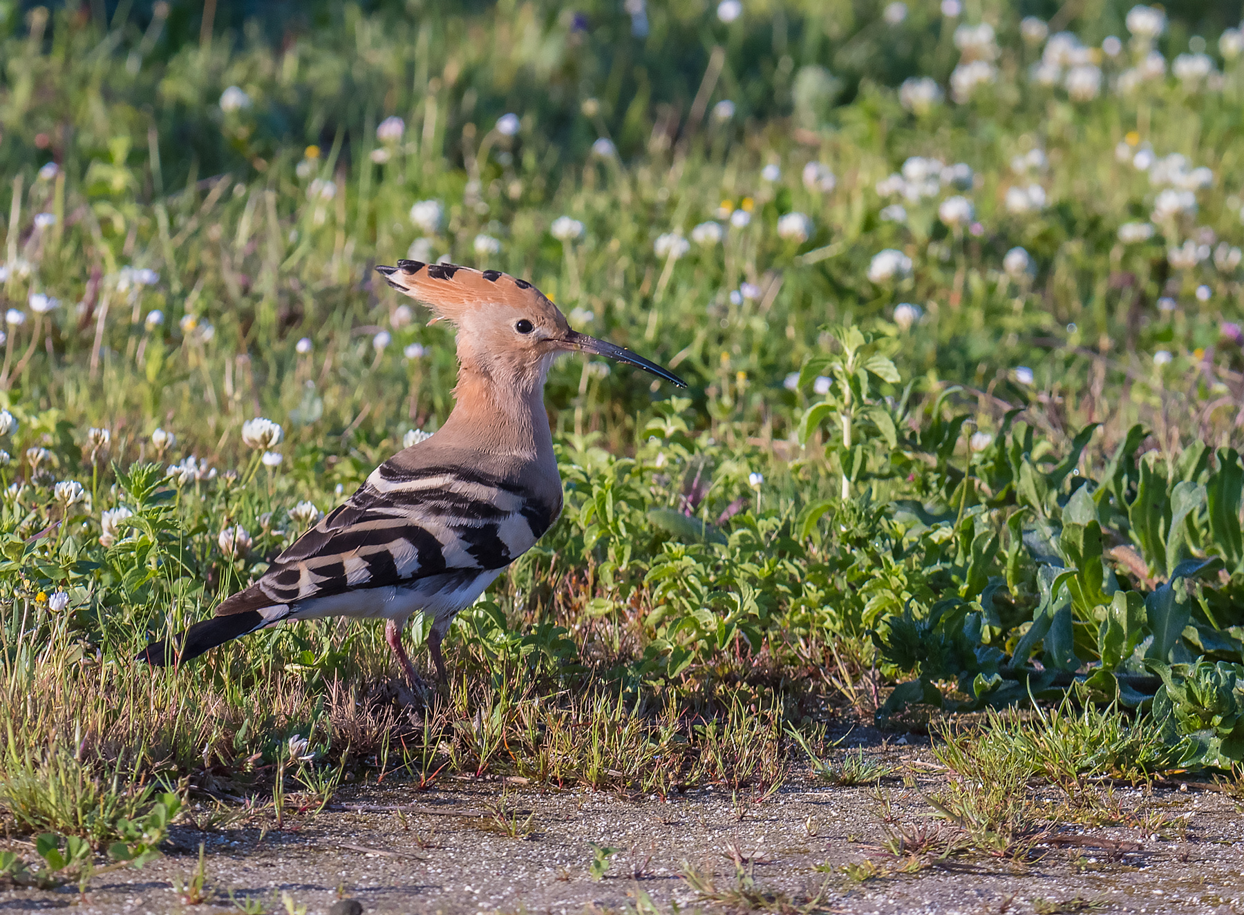 Hoopoe