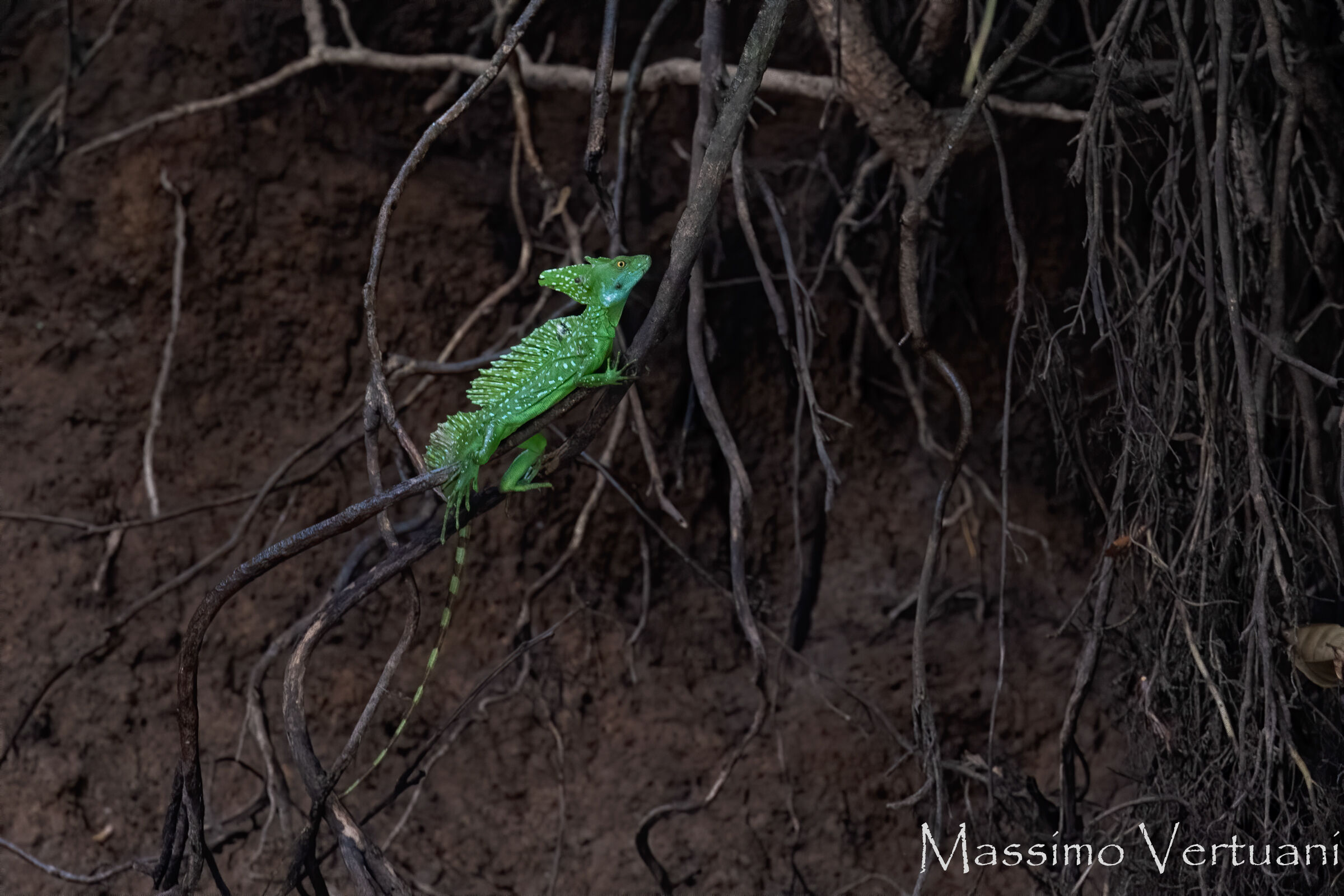 Basilisco (Costarica )