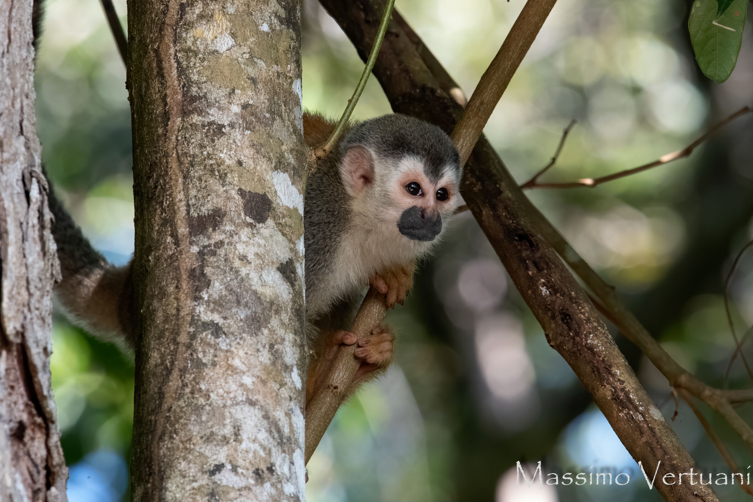 Scimmia Scoiattolo (Saimiri oerstedii) Costarica