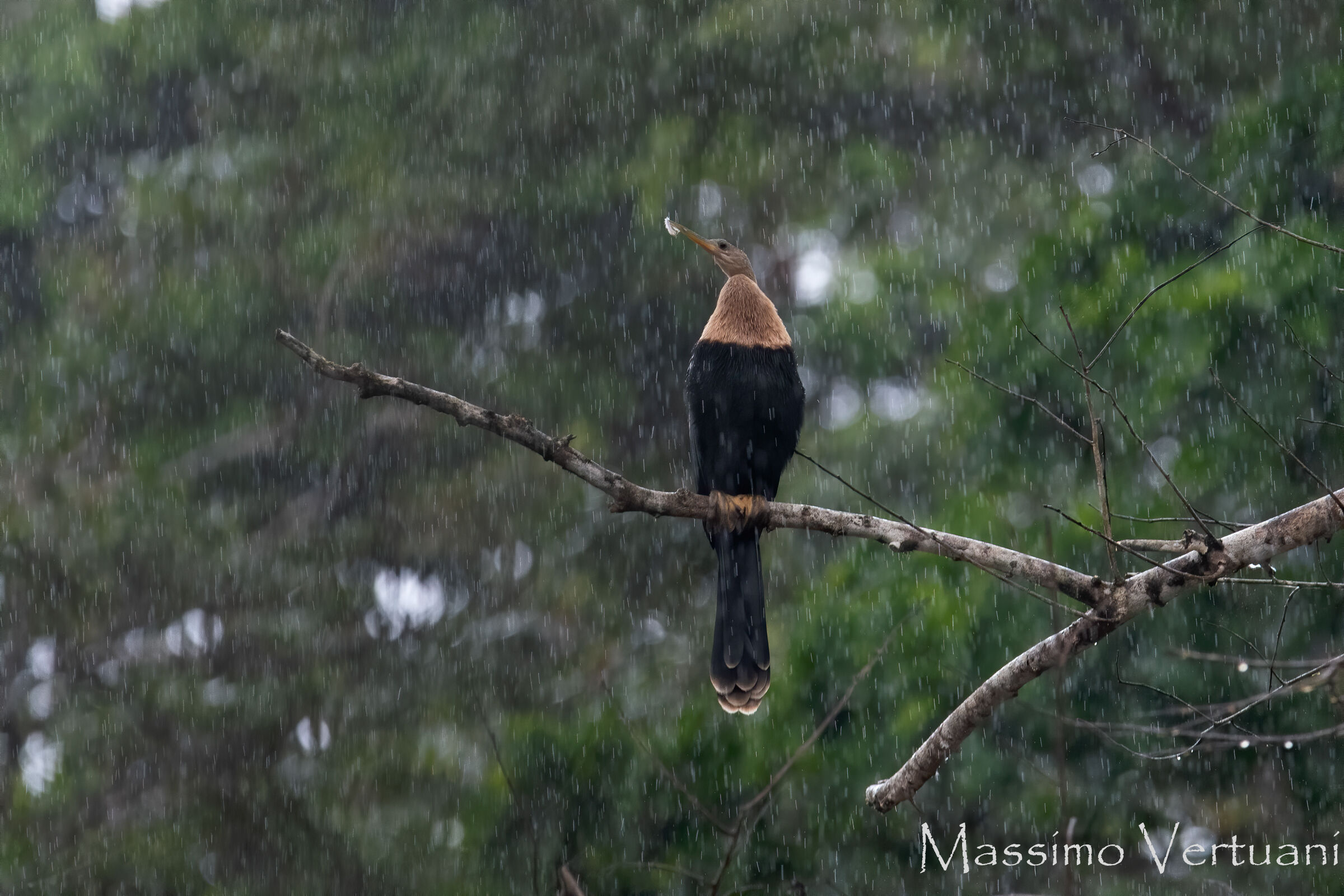 Anhinga (Costa Rica)
