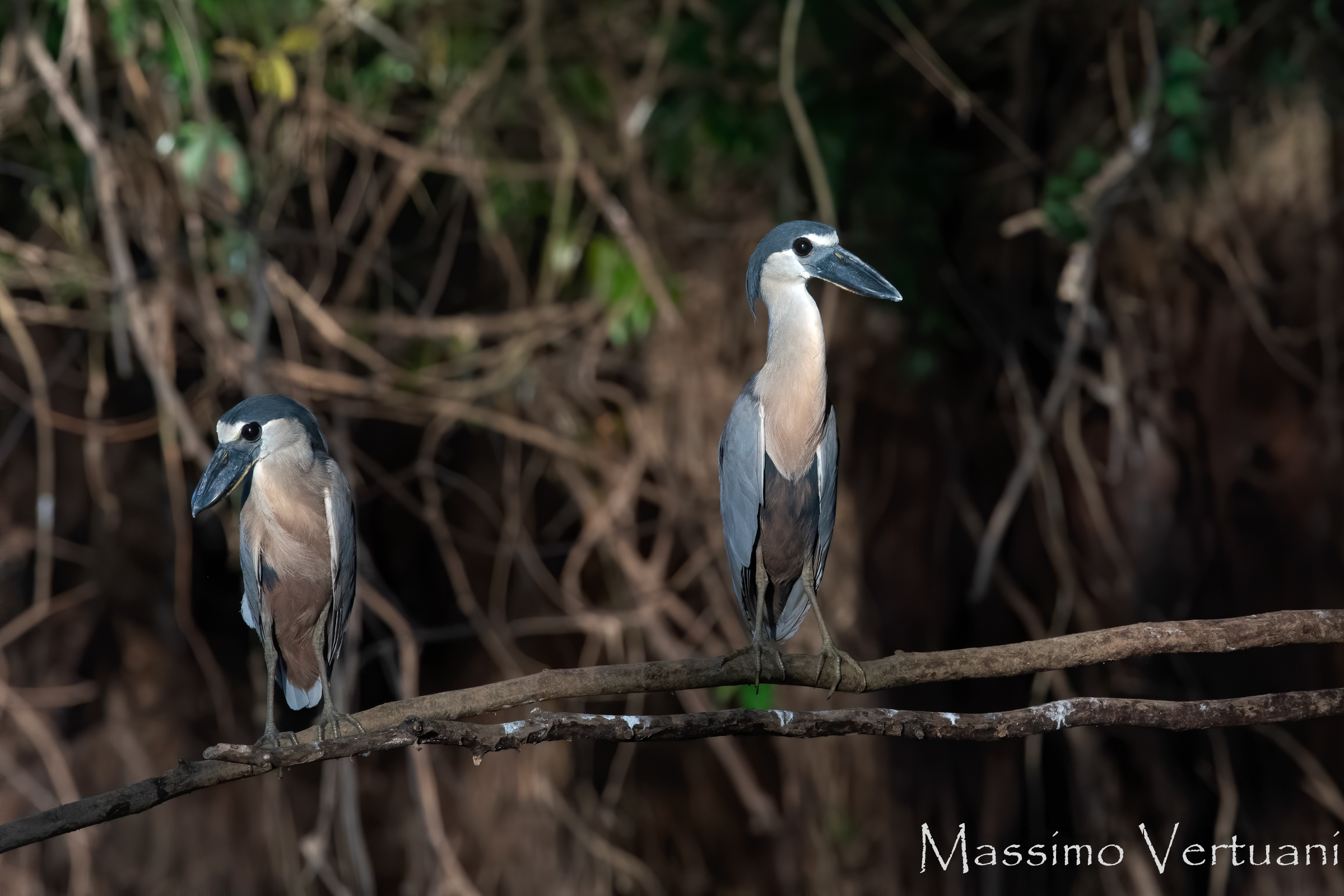 Boat Billed Heron (Costarica)