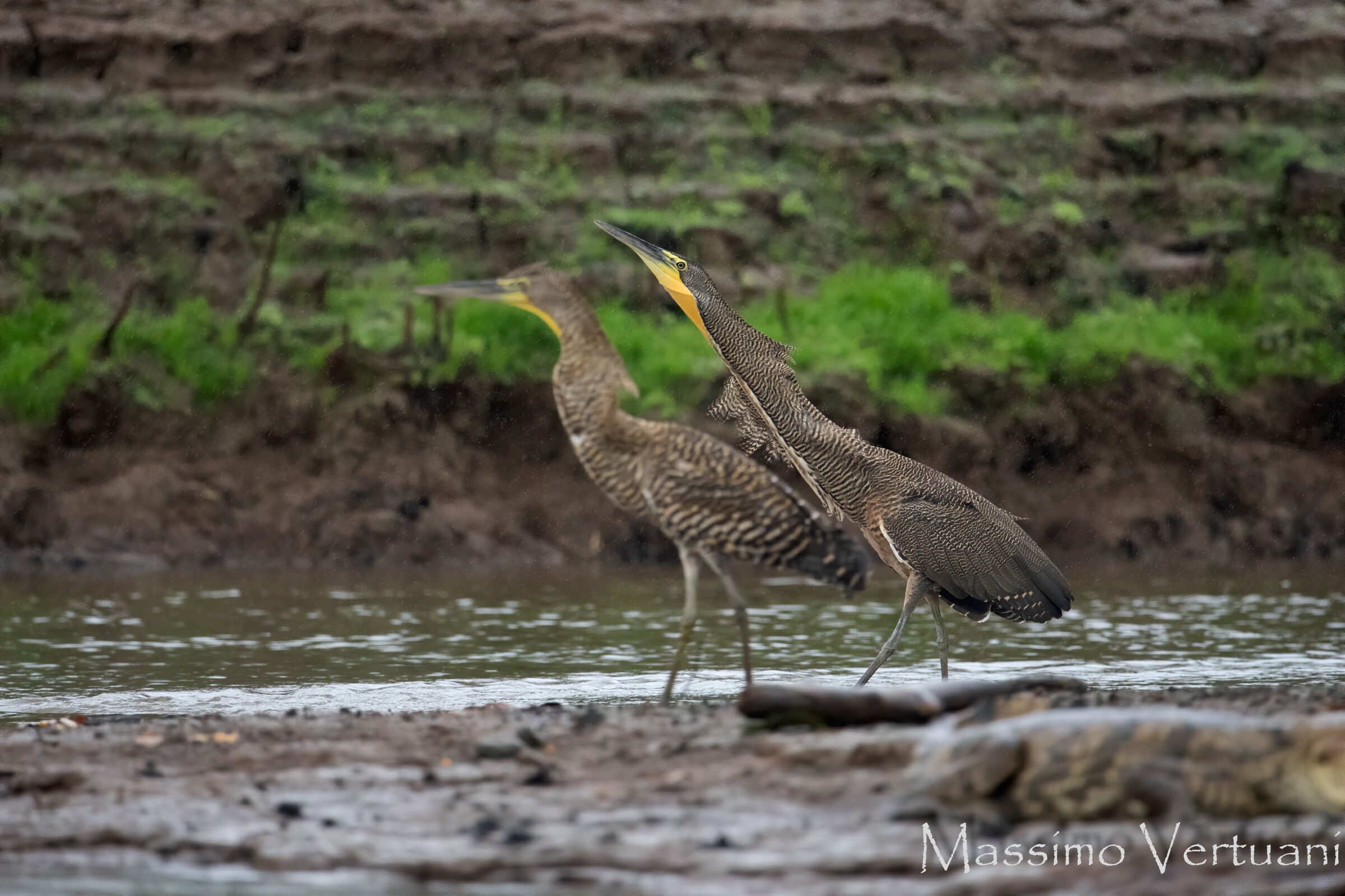Tiger Heron (Costarica)