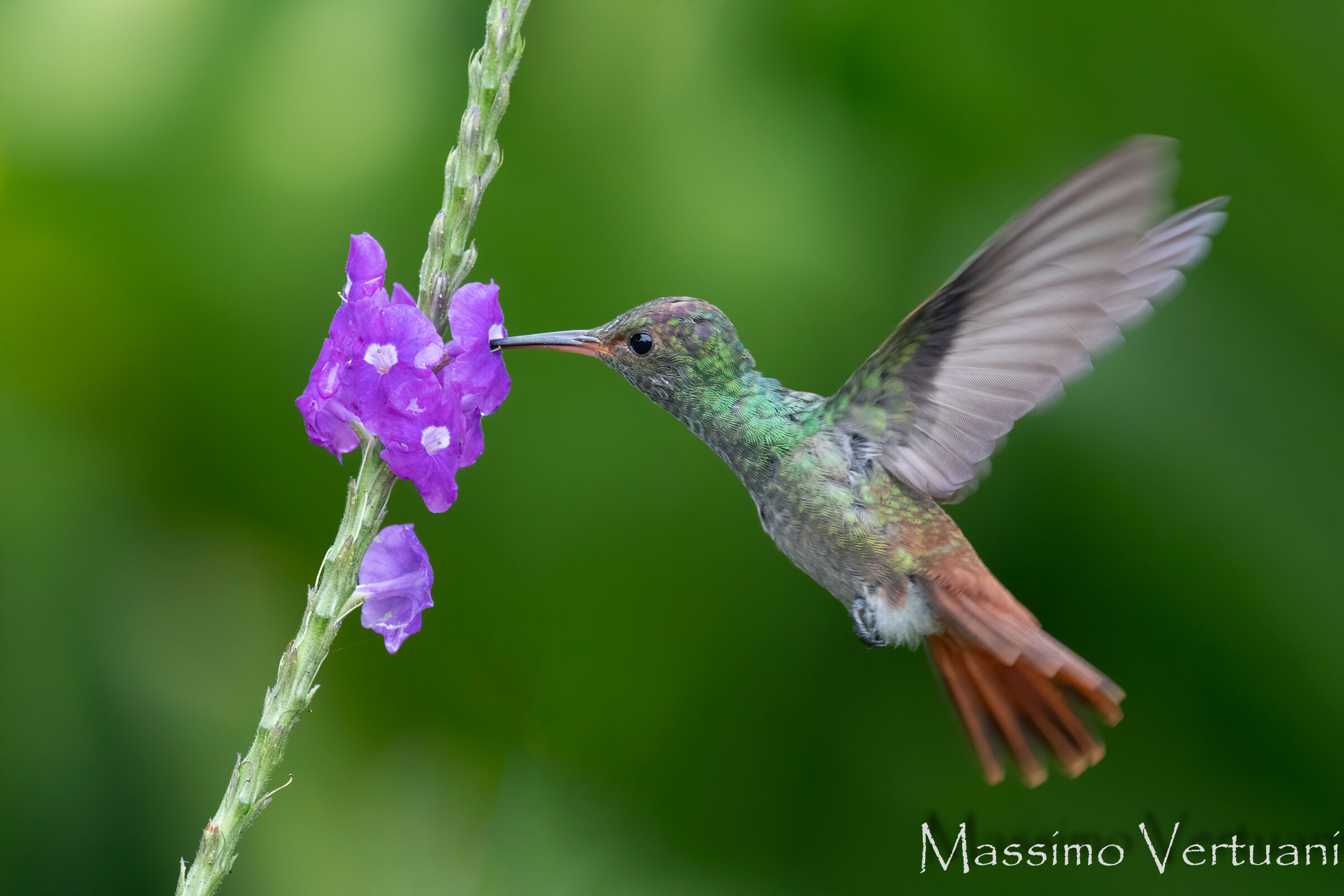Colibri (Costarica)