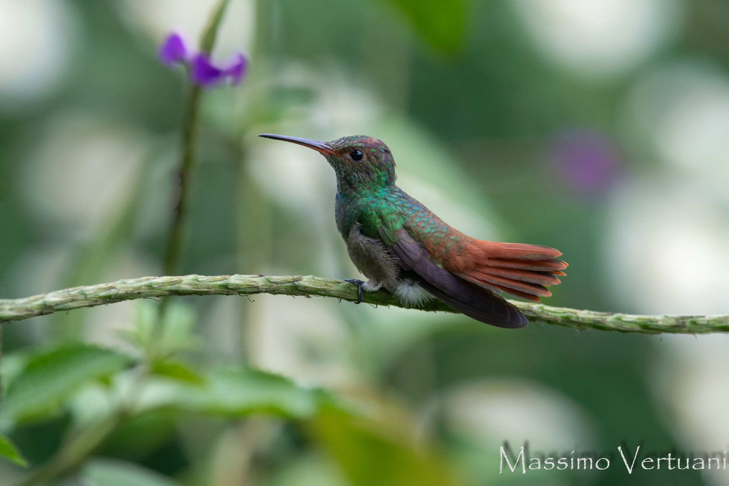 Colibri (Costarica)