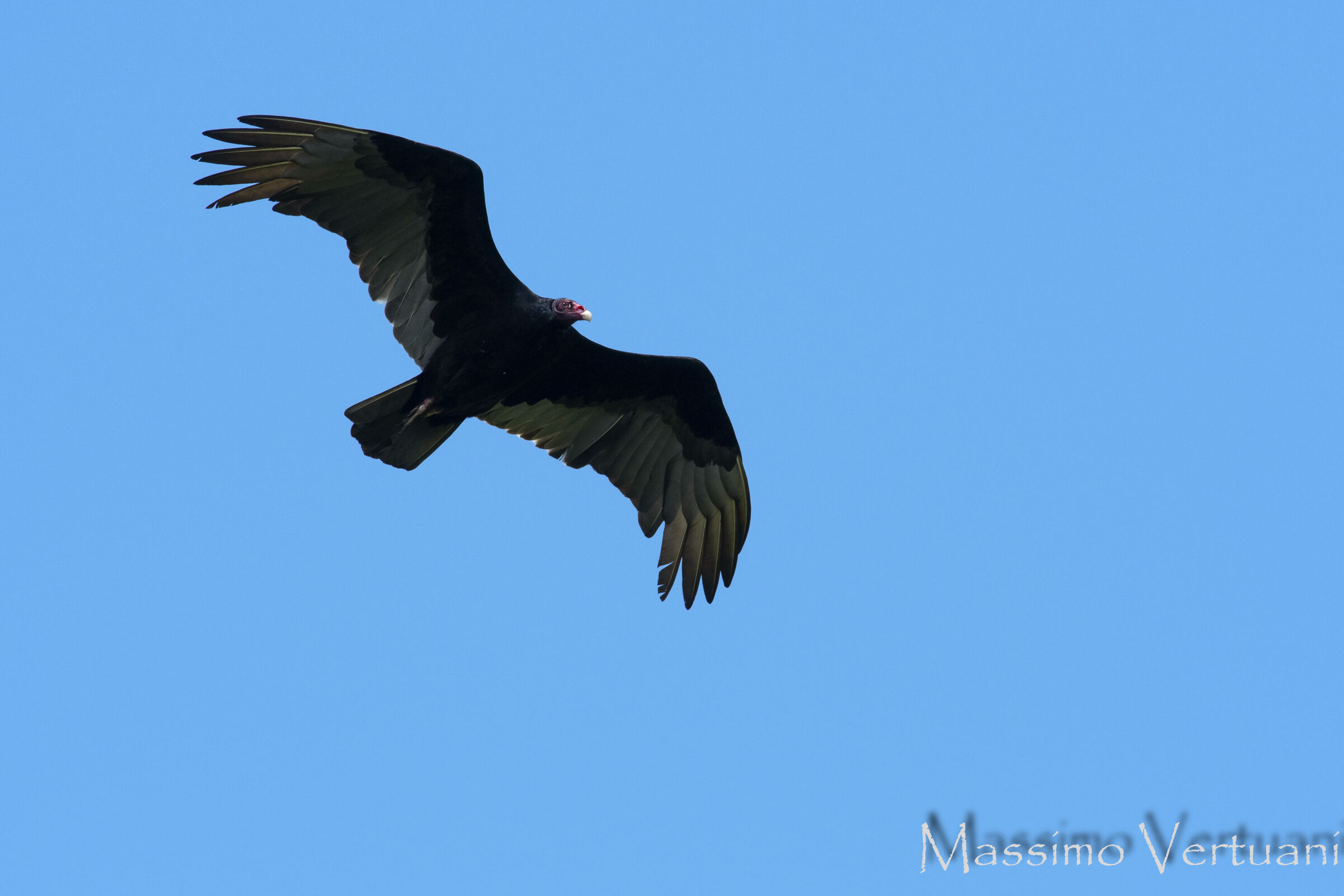 Turkey Vulture (Costarica)