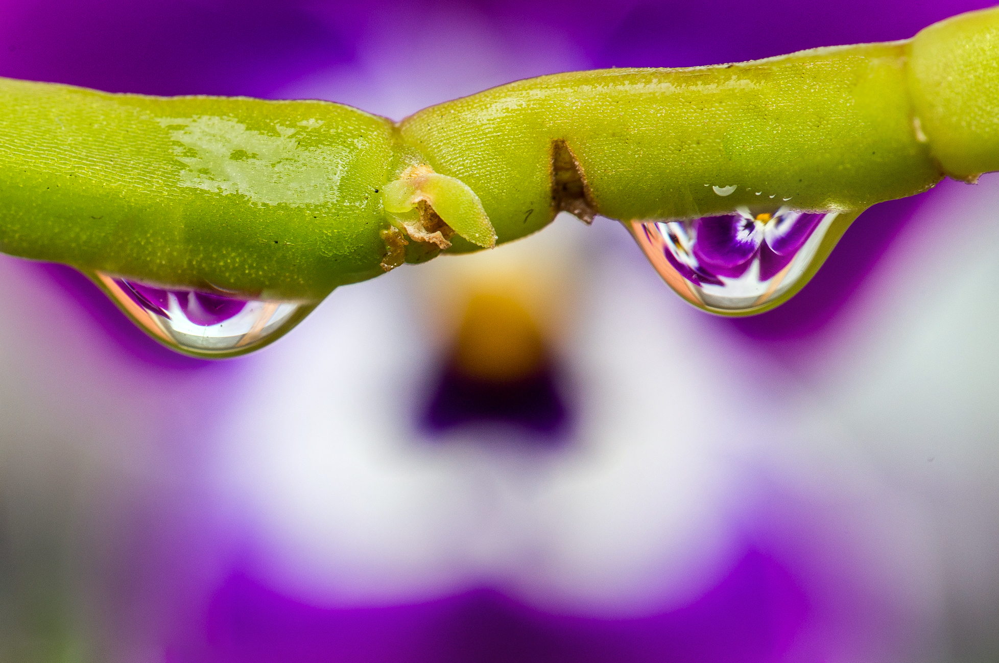 With the eyes of a flower