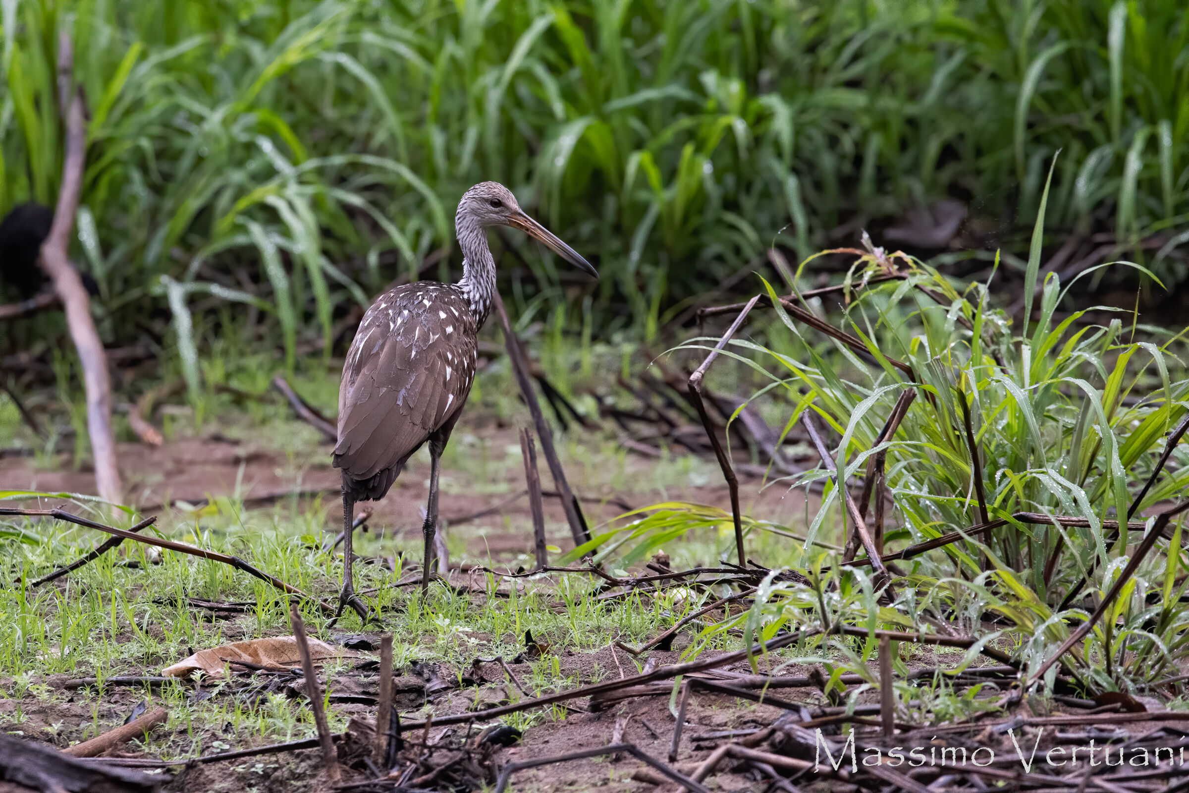 Limpkin (Costarica)