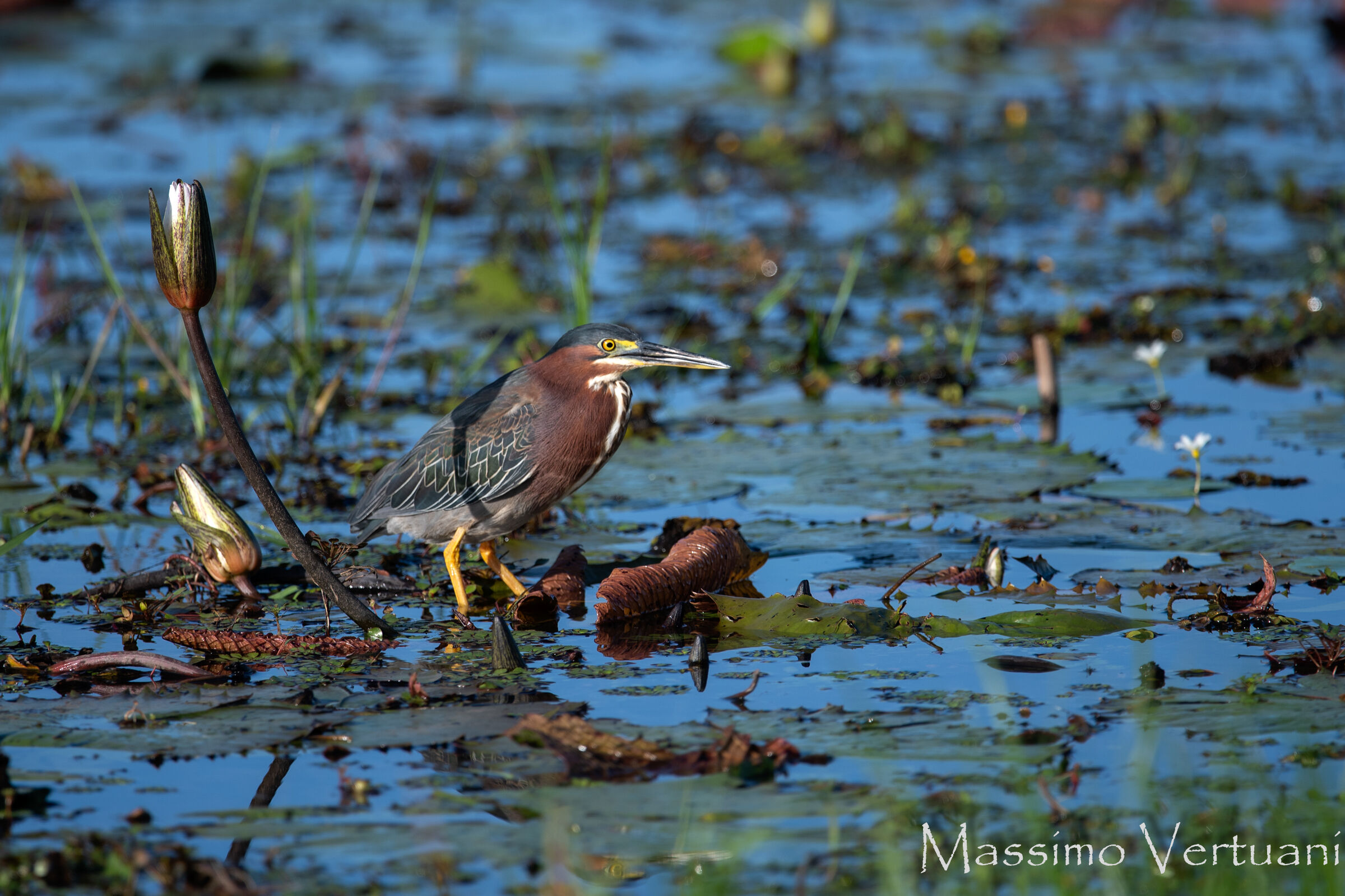 Green Heron