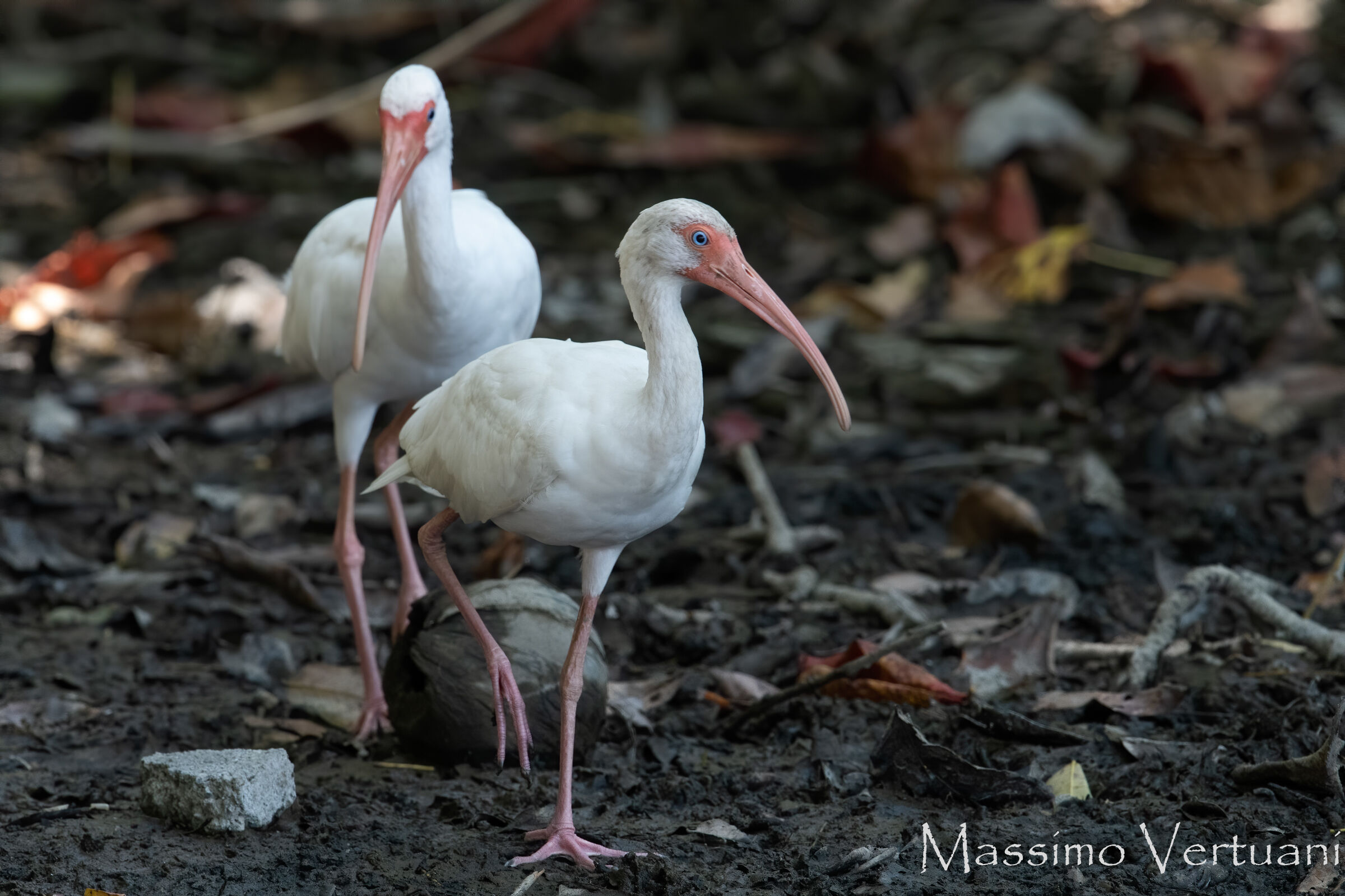 Ibis White (Costarica)