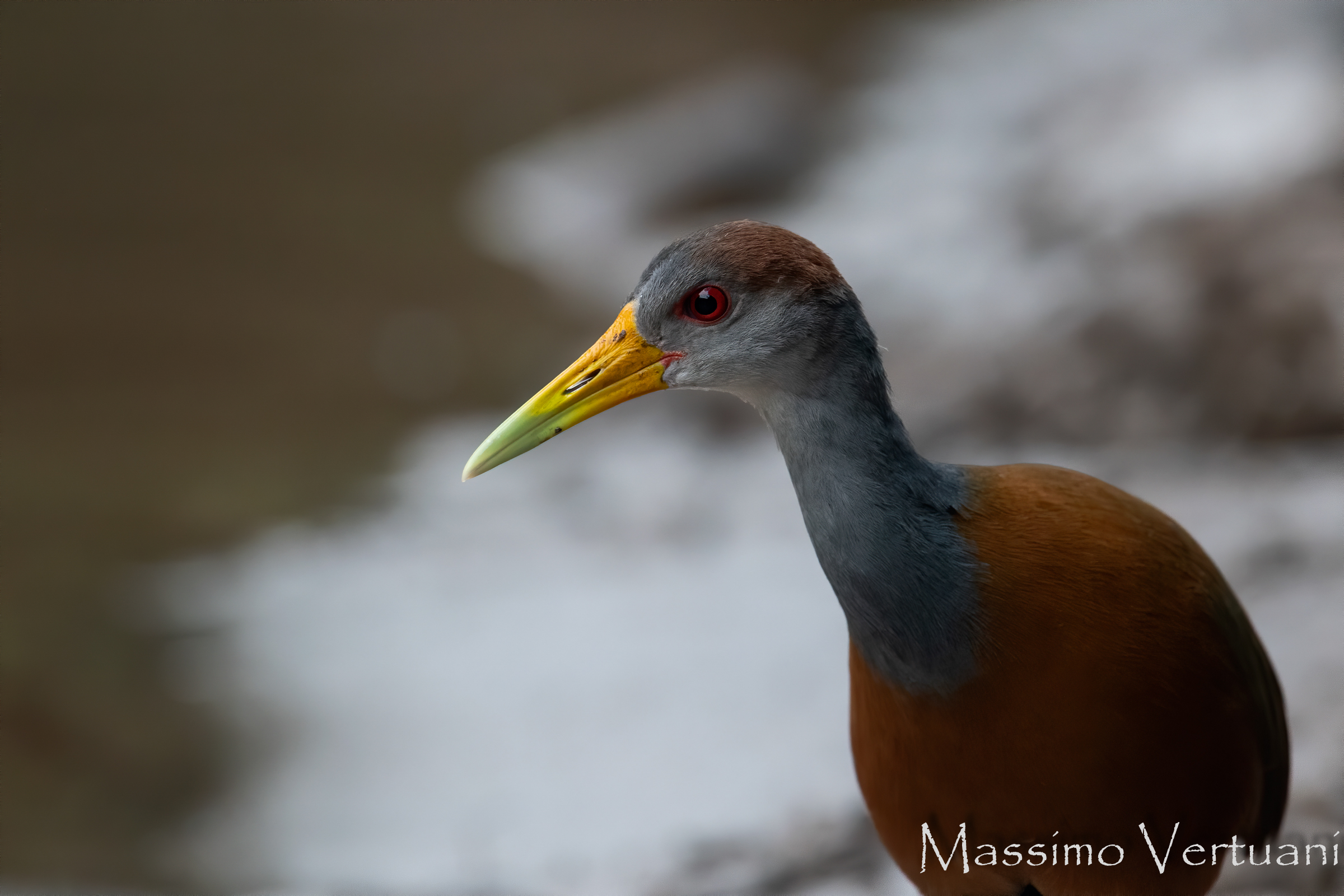 Gray necked Wood Rail (Costarica)
