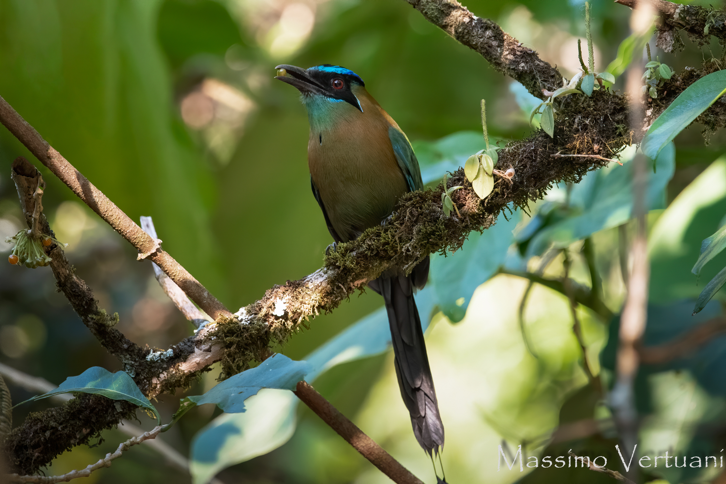 Blue Crowned Motmot (Costarica)
