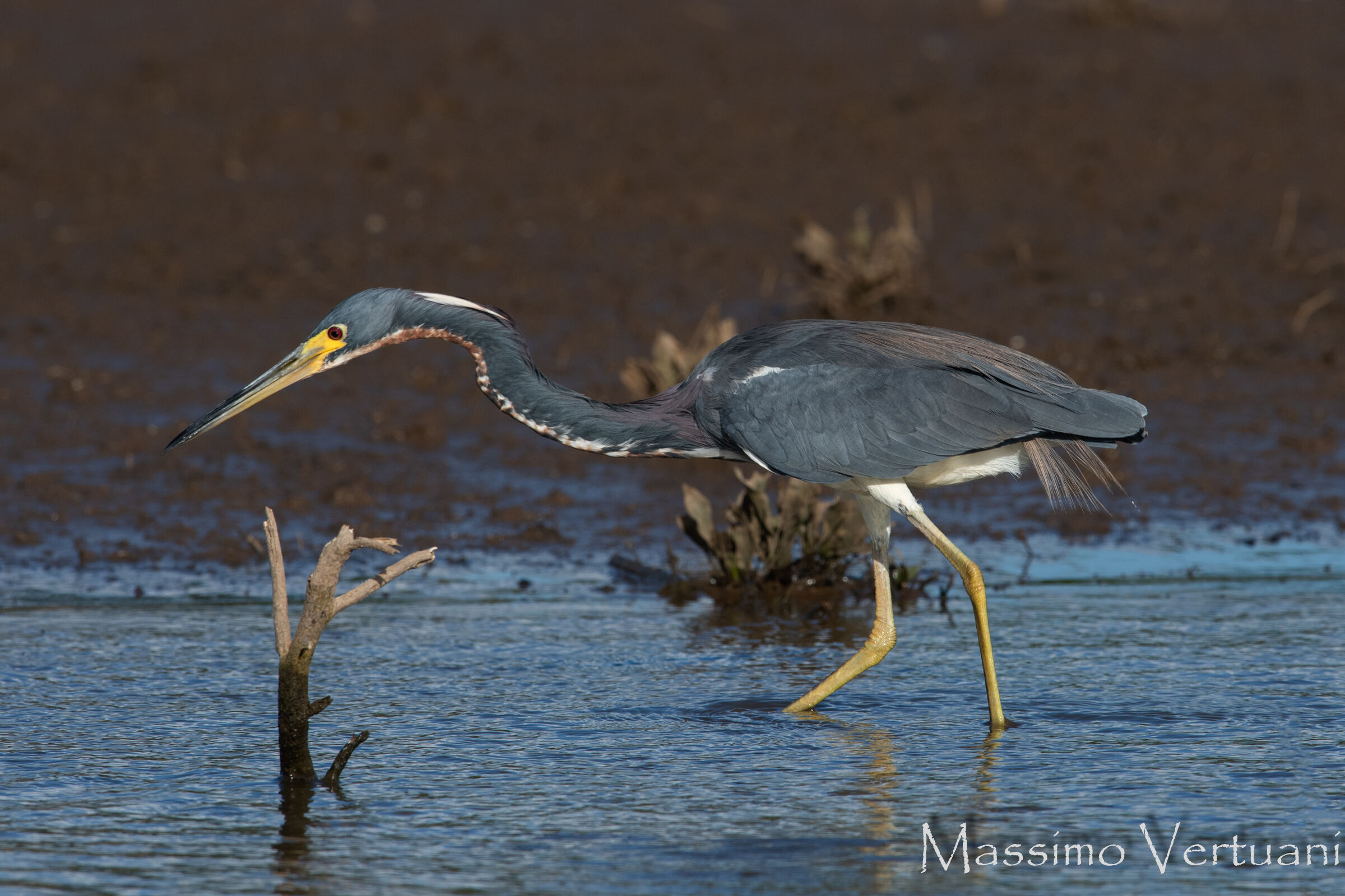 Tricolored Heron (Costarica)