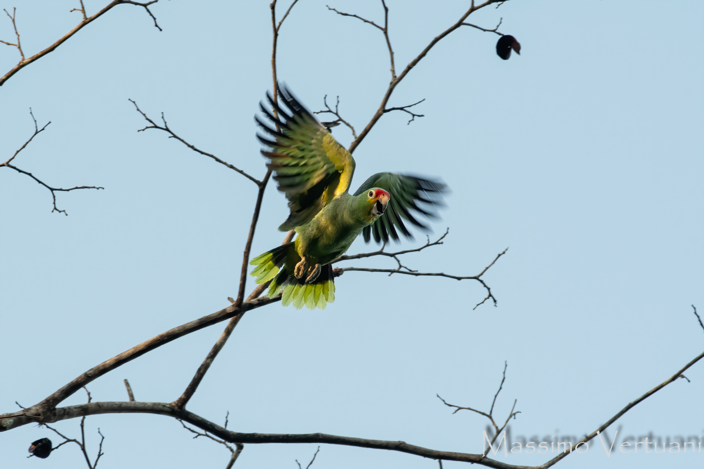 Red Lored Parrot (Costarica)
