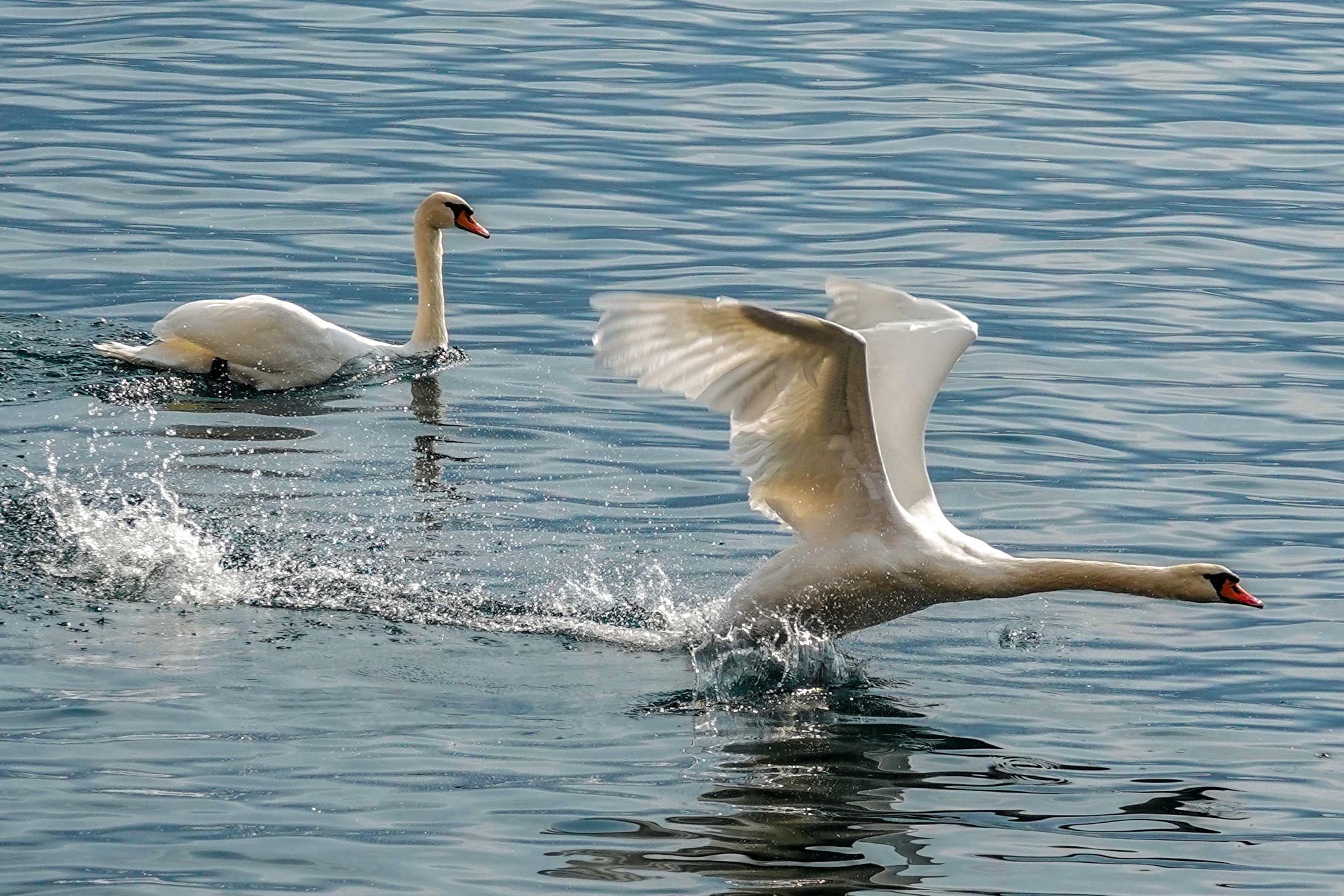 Cigno - Limone del Garda - BS-