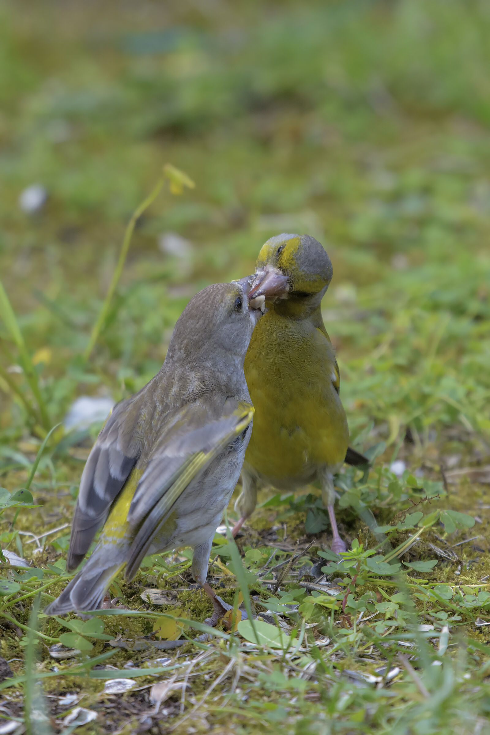 Courtship between bucks?