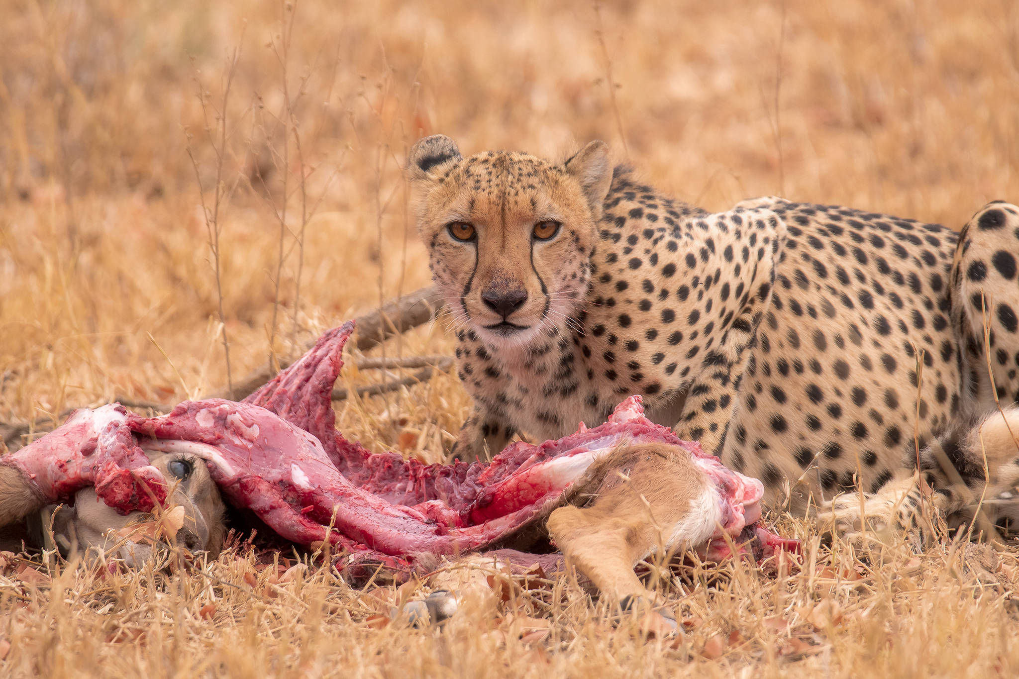 Cheetah and its prey