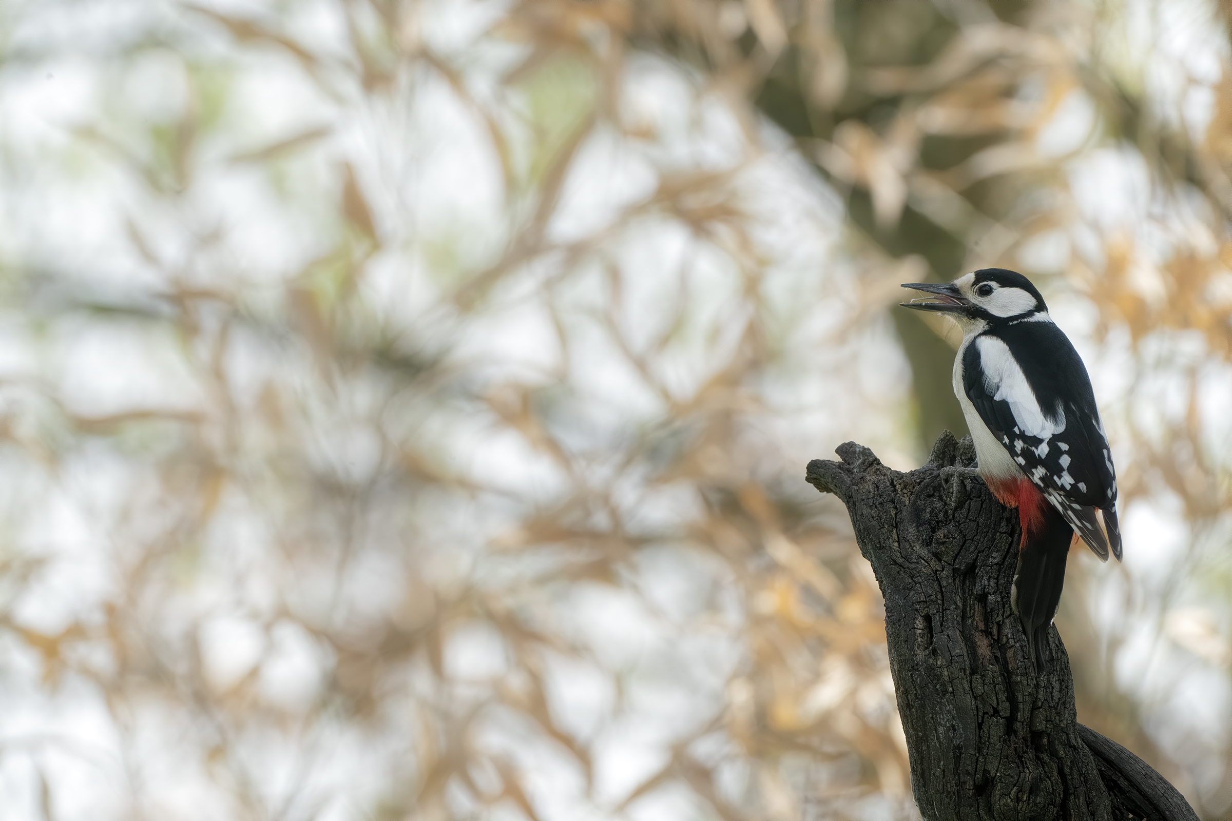 major red woodpecker