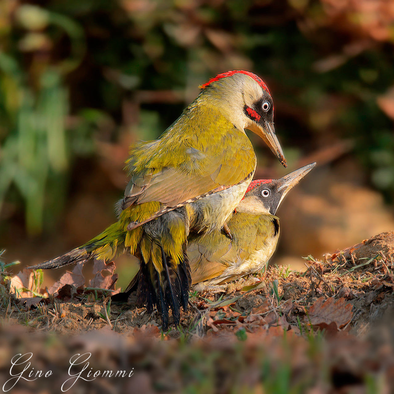 Green woodpecker in mating