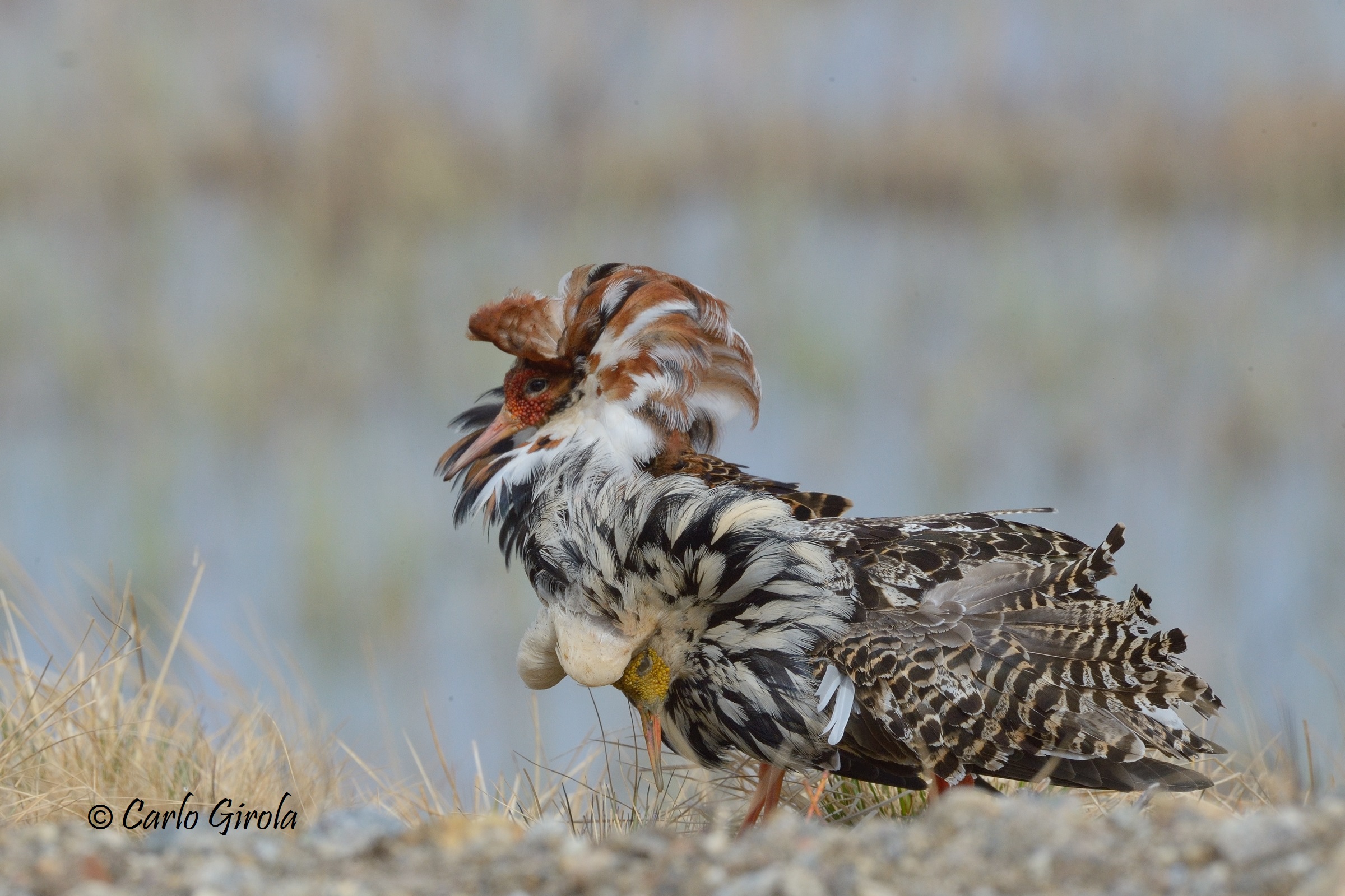 Combattenti (Philomachus pugnax)