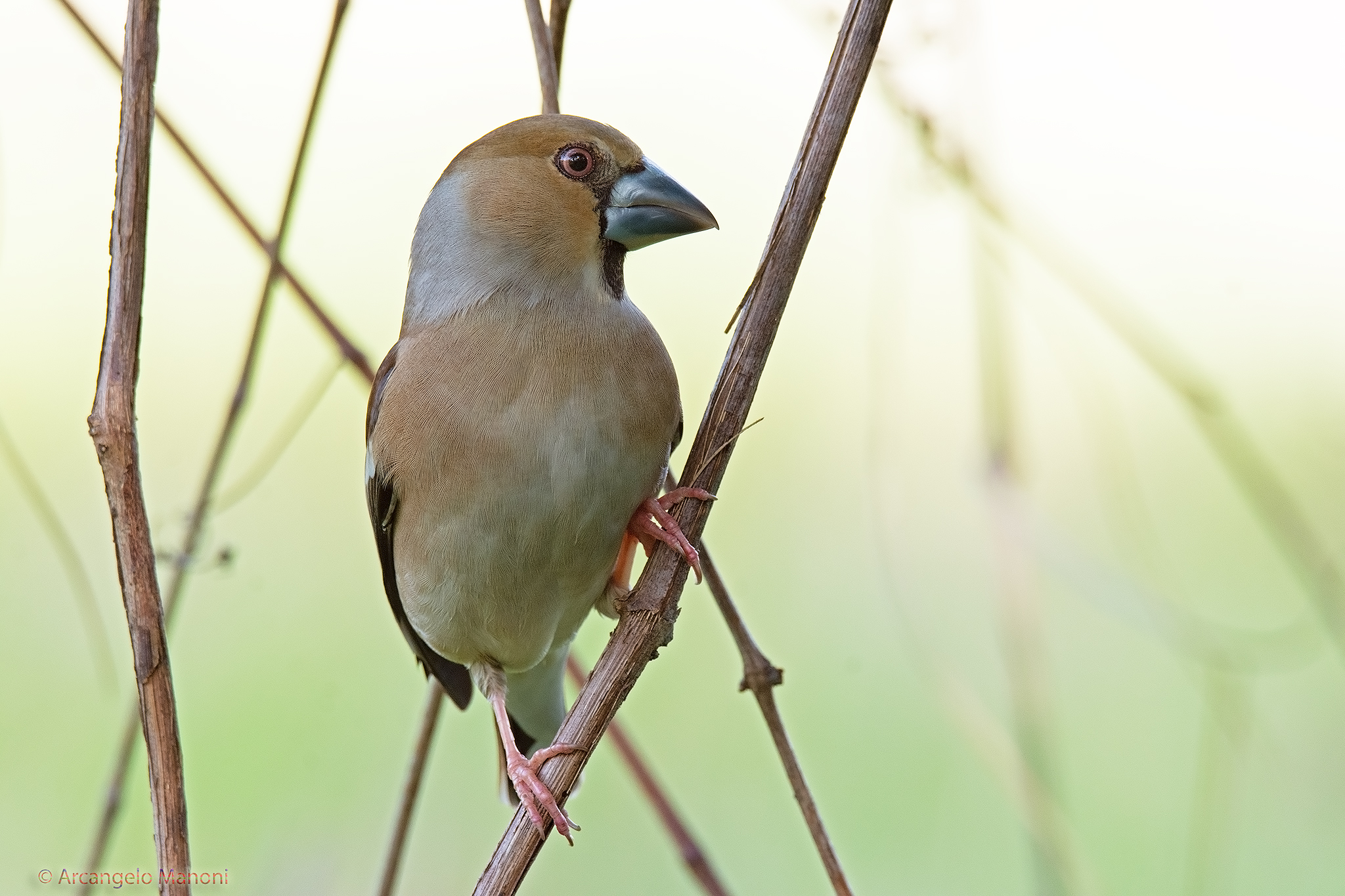 The frosone and the caress of the first lights of the sun