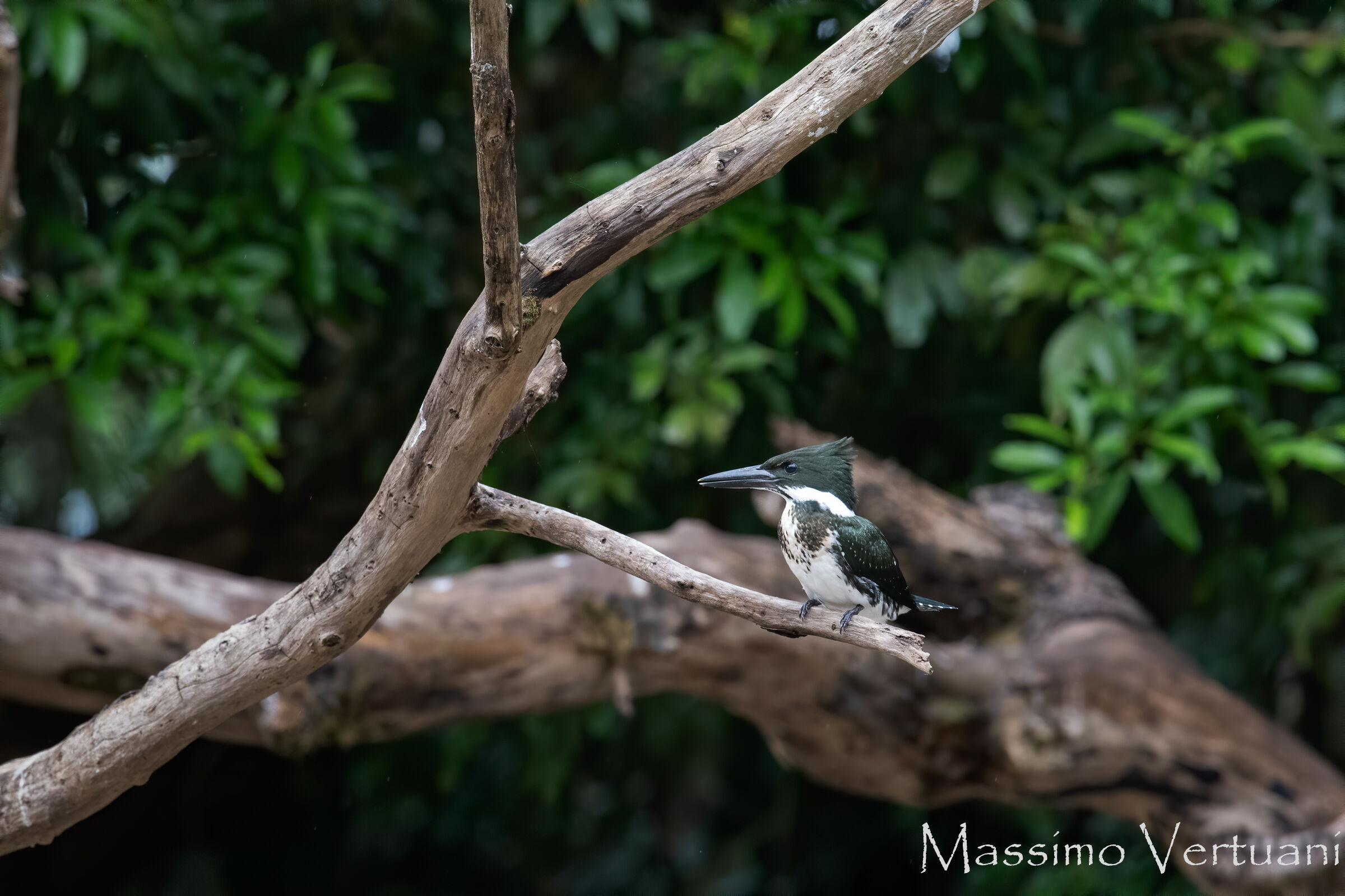 Green Kingfischer (Costa Rica)