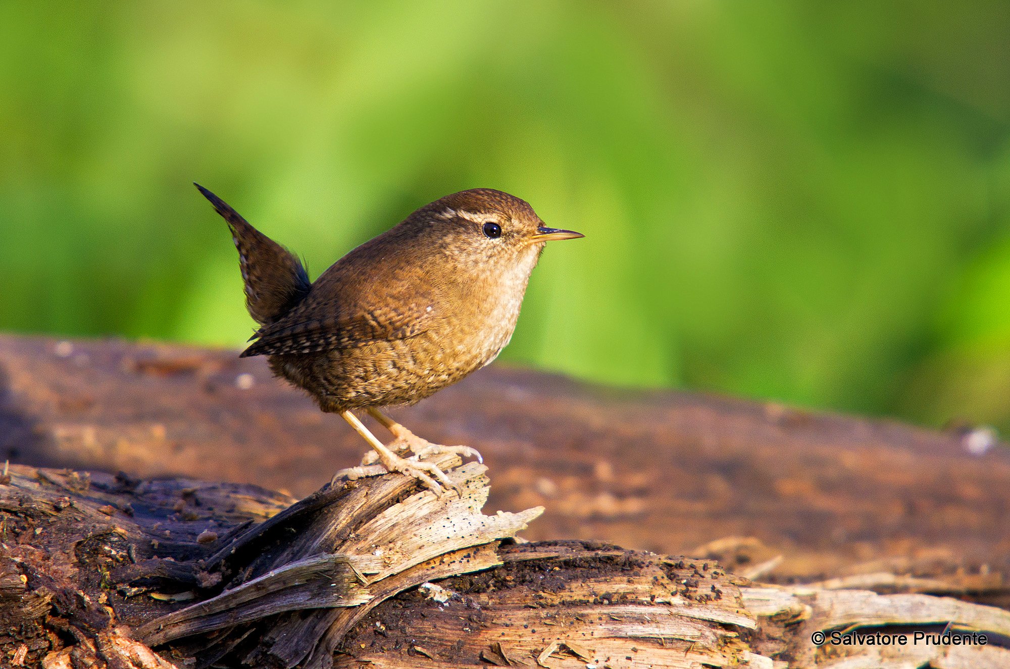 Wren