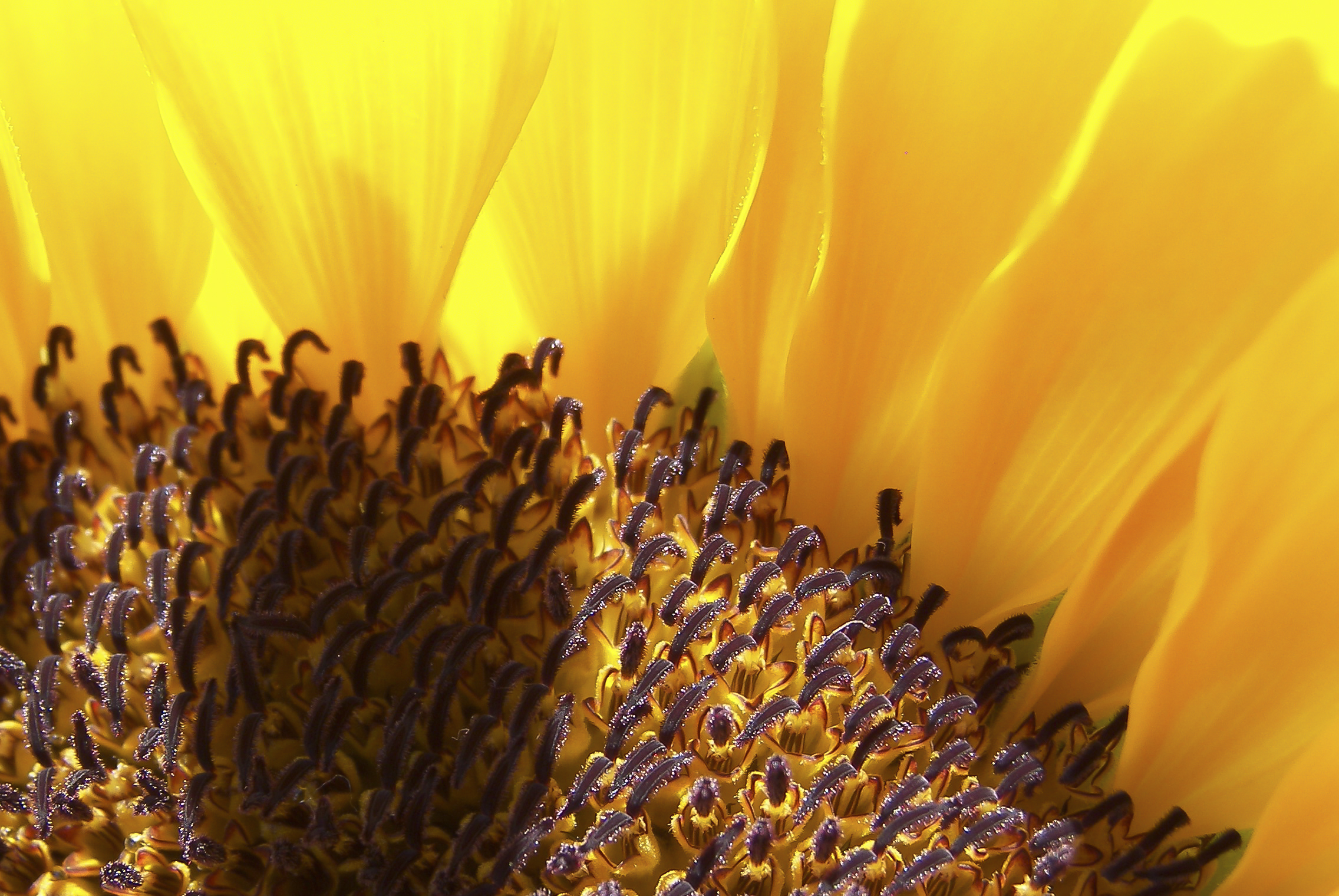 Girasole