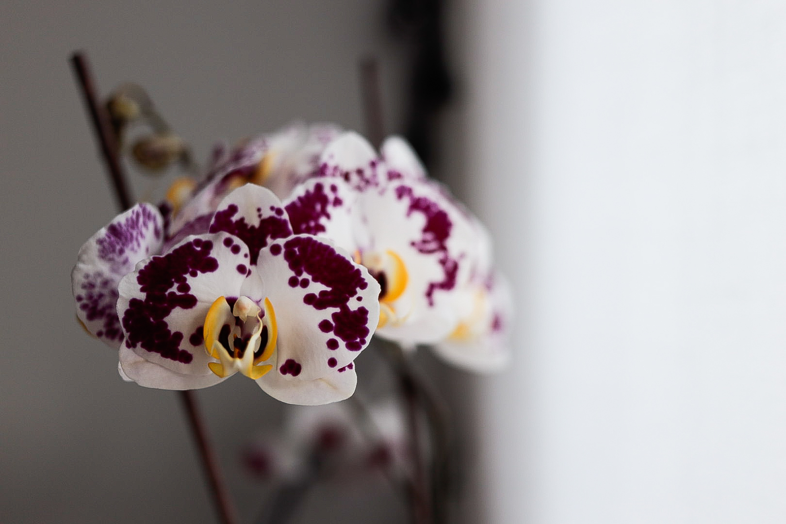 La bellezza al tempo del virus