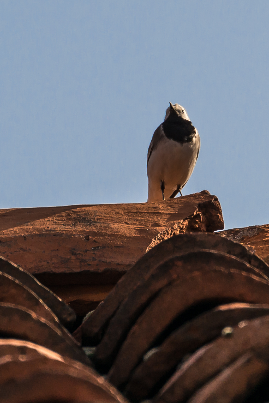 .. The lookout (crop)