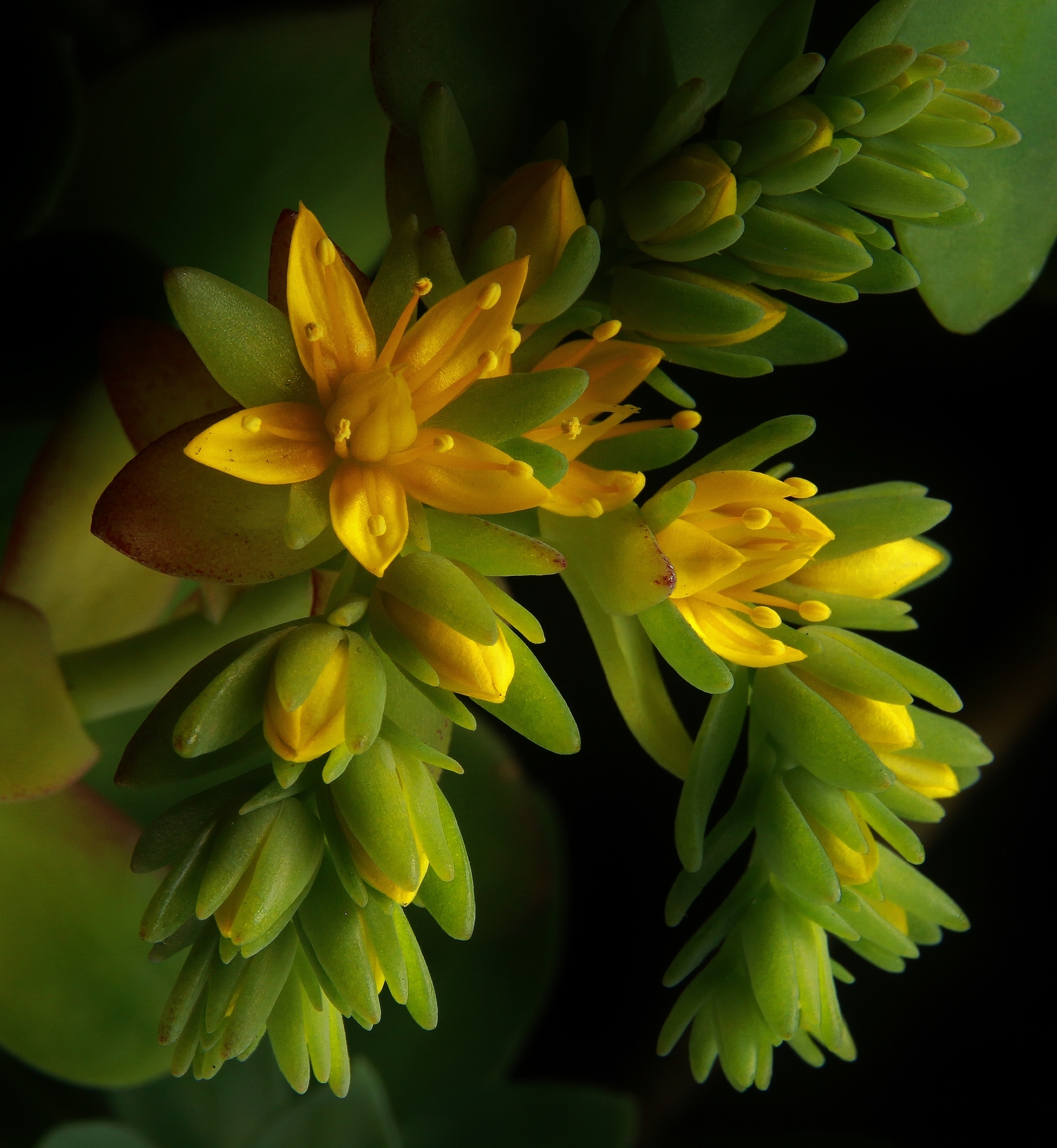Sedum Palmeri