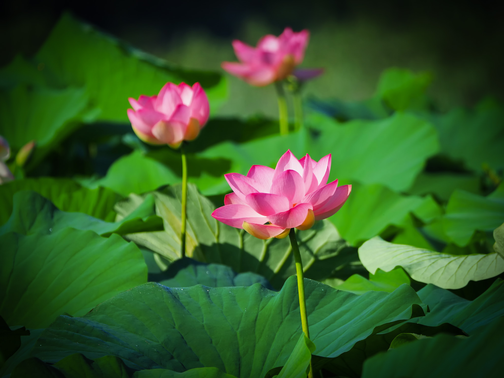 Lotus Flower