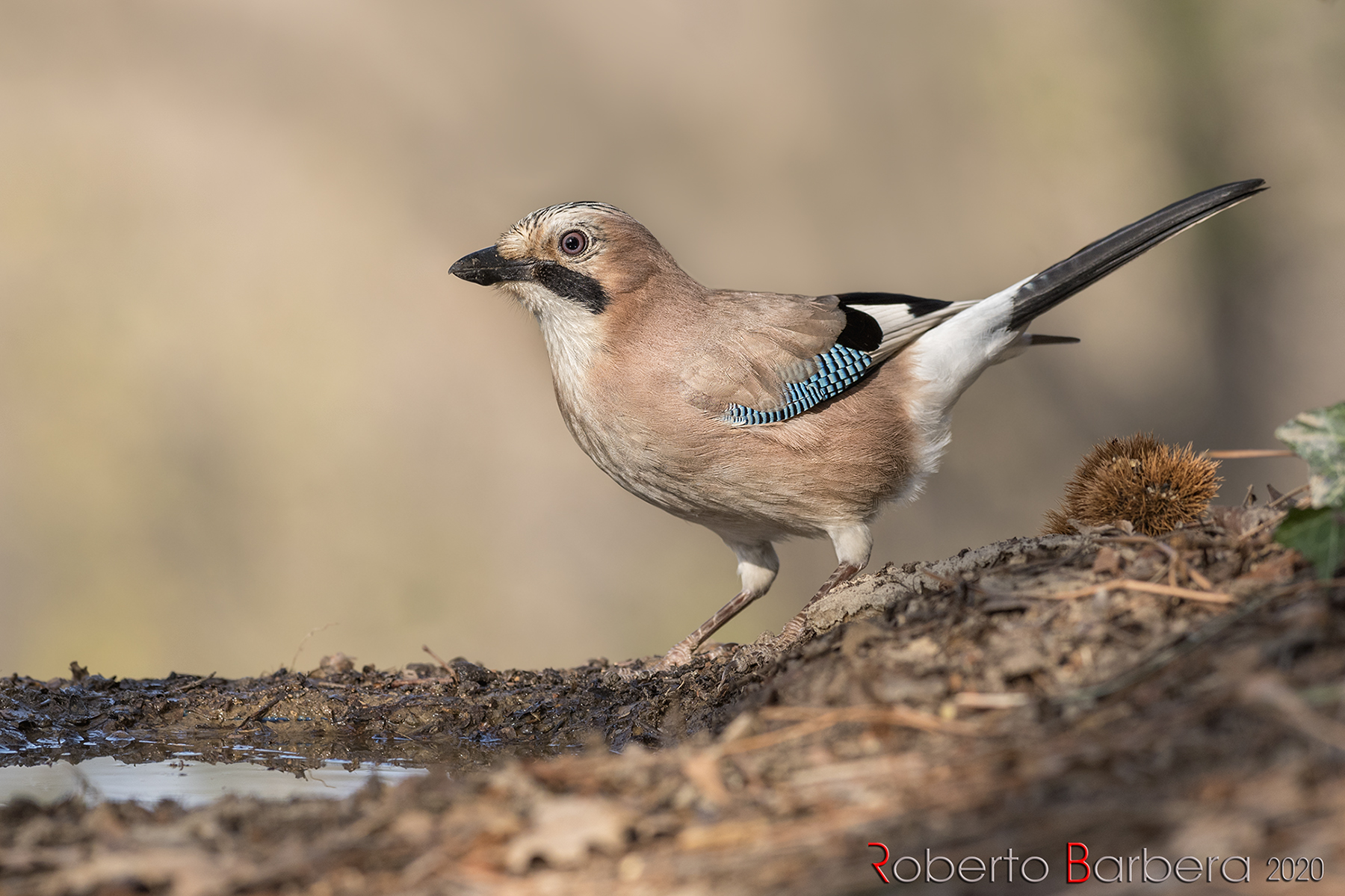 In the woods. Jay at the last lights of the day.