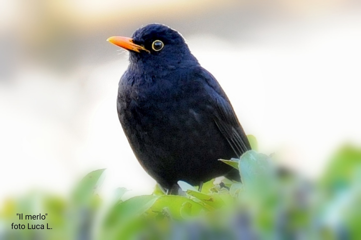 Il merlo