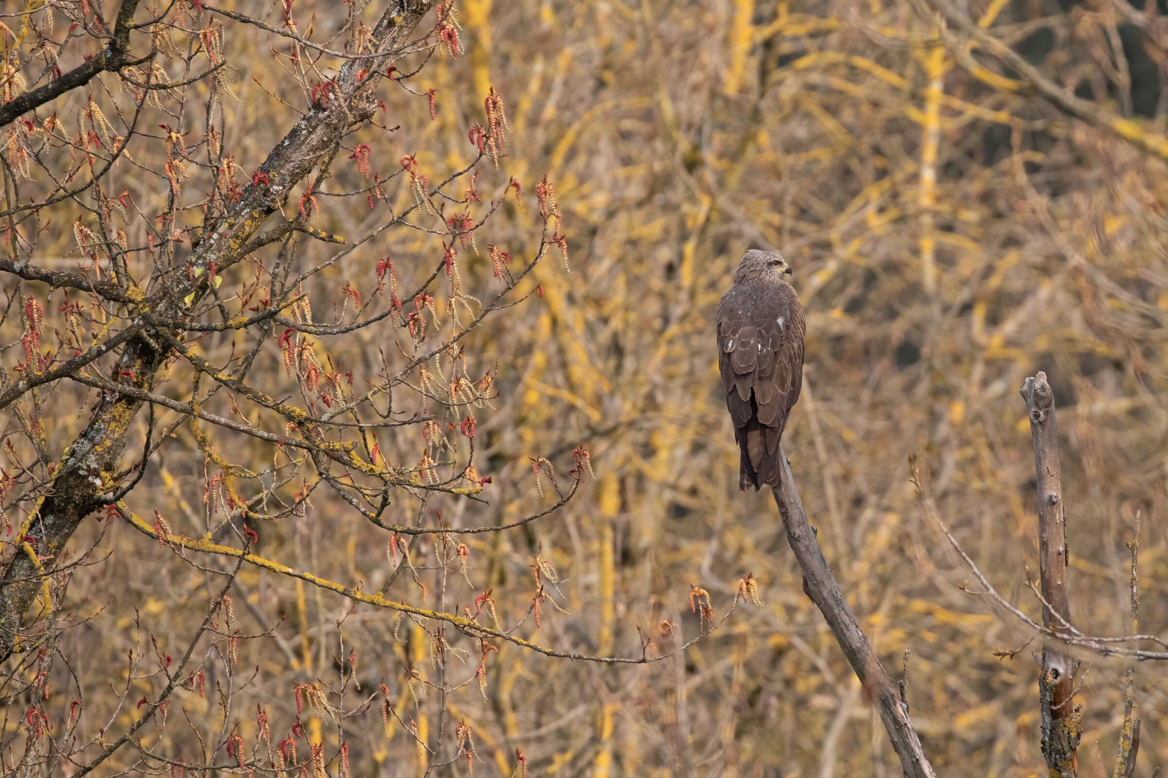 Brown kite