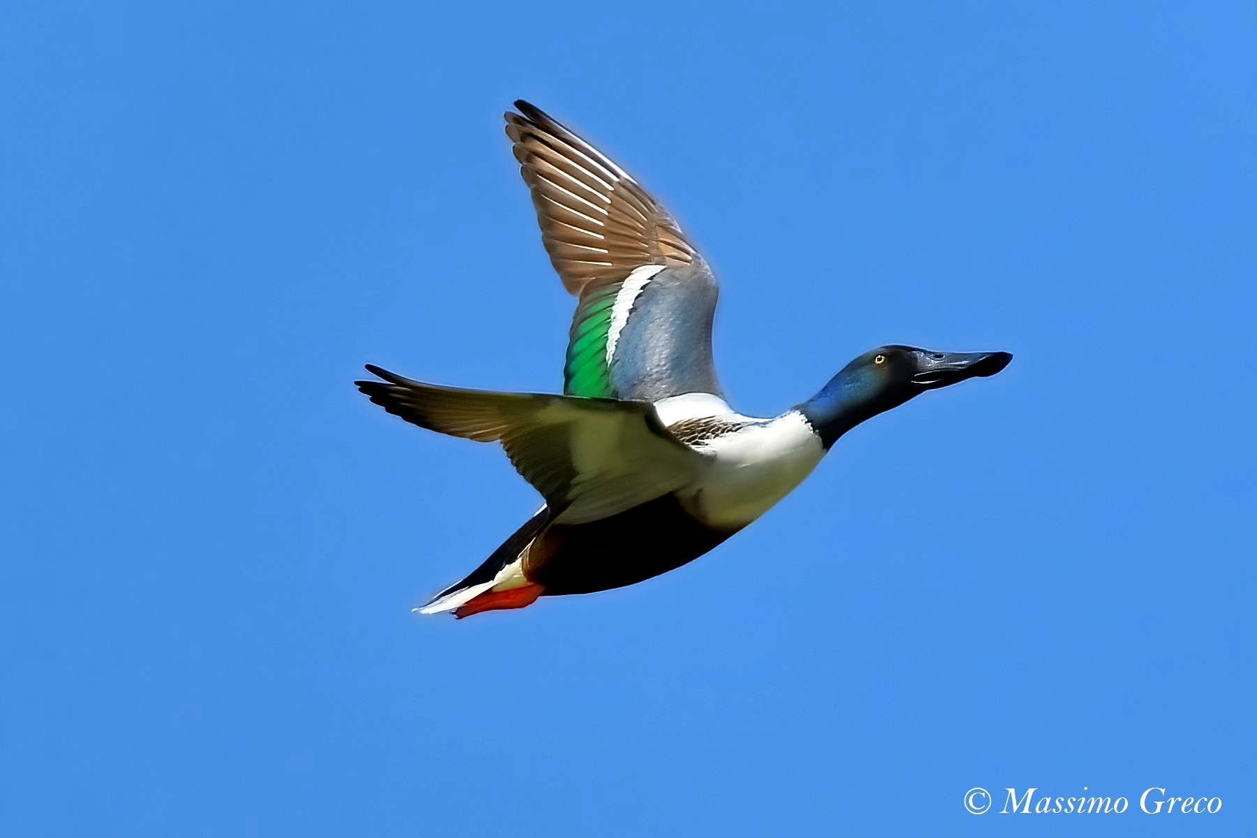 Mestolone (Anas clypeata)