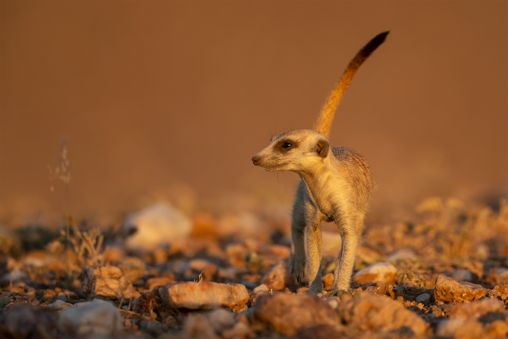 Suricata suricatta (Meerkat)